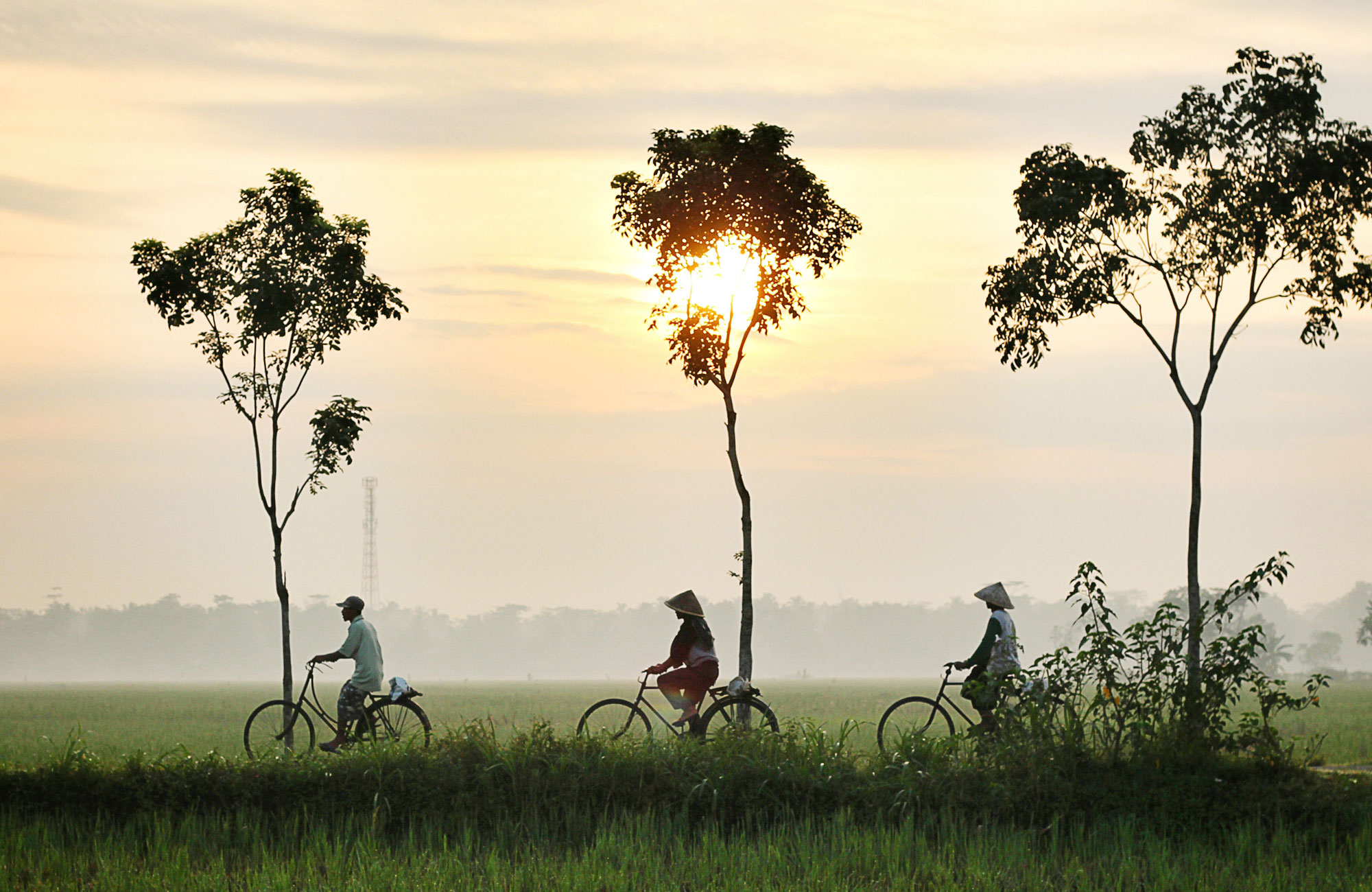 Zinvol reizen in Thailand - fietsen door de rijstvelden - Blog - KILROY