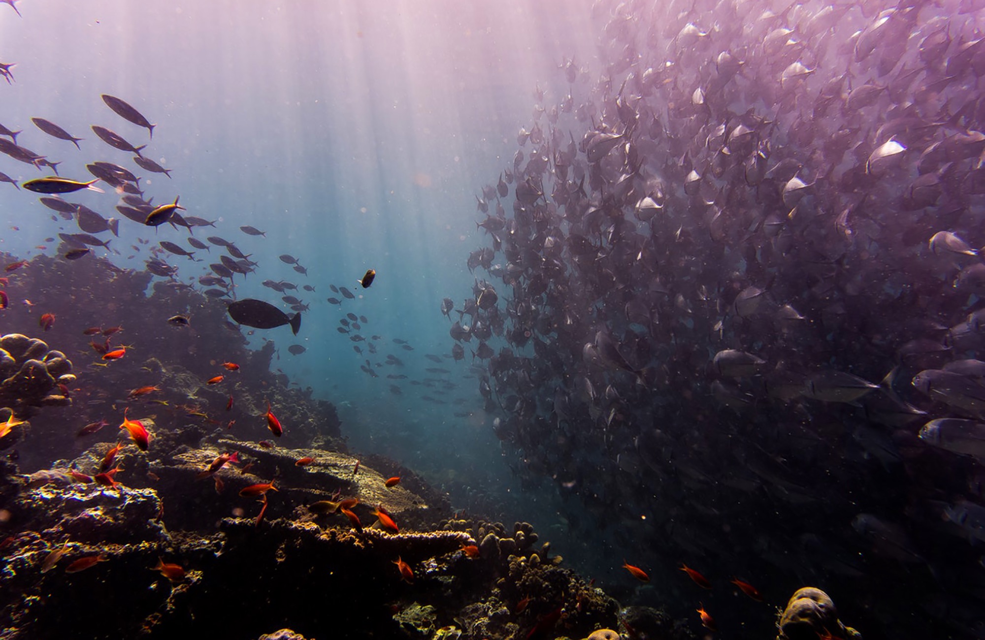 malaysia-diving-underwater