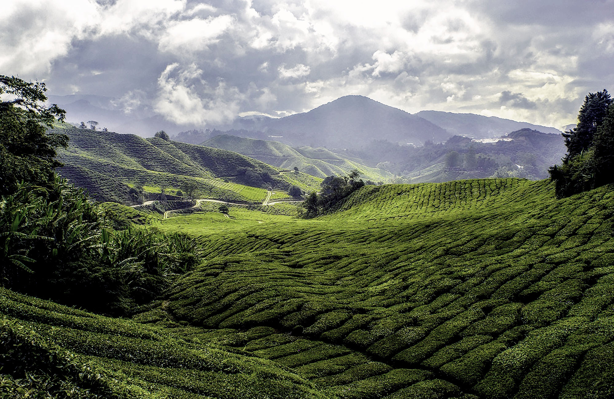 Thee plantages op de top van de Cameroon Highlands in Maleisië