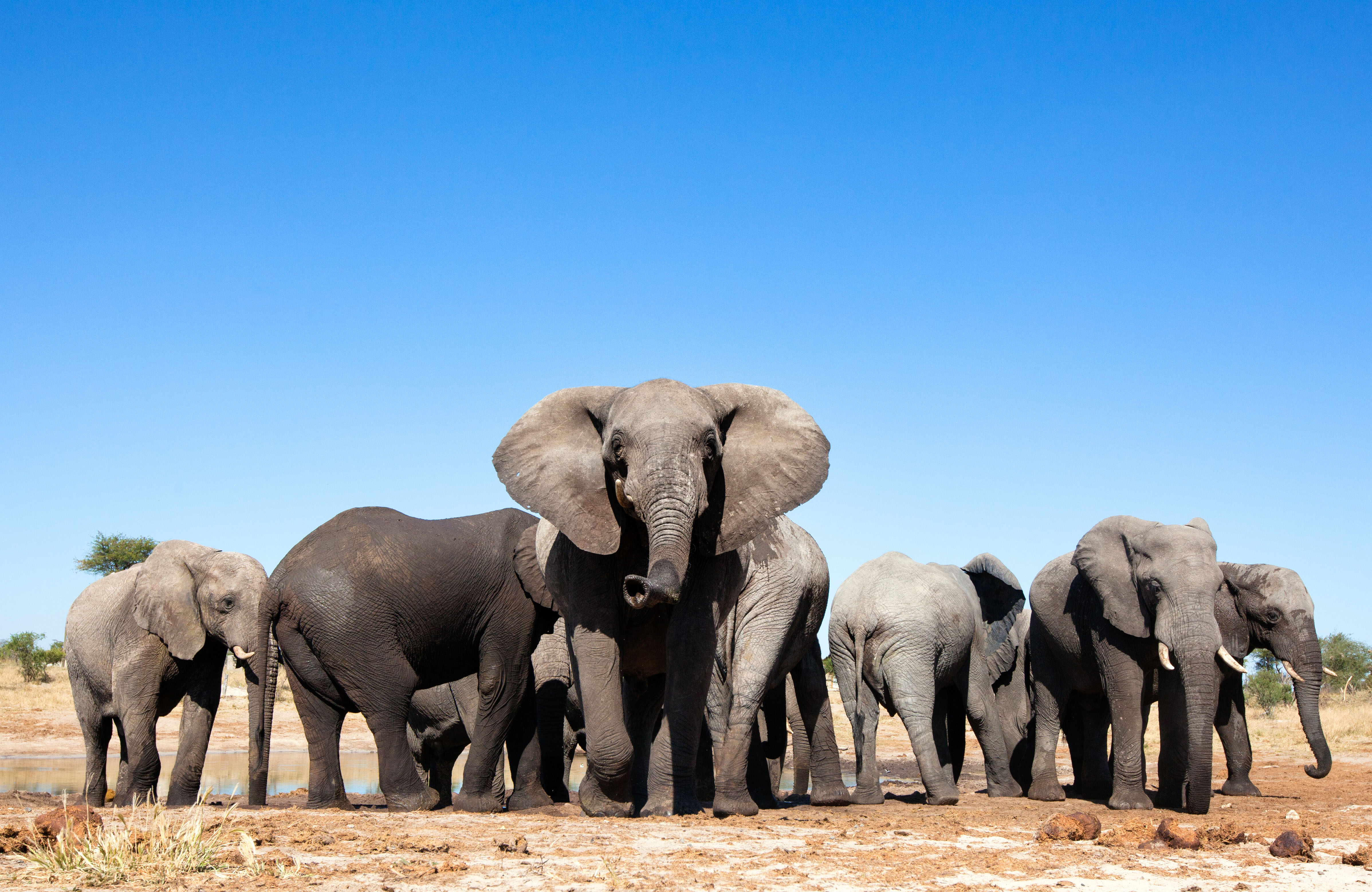 Groep olifanten op vlakte | Op Safari in Zuid-Afrika | KILROY