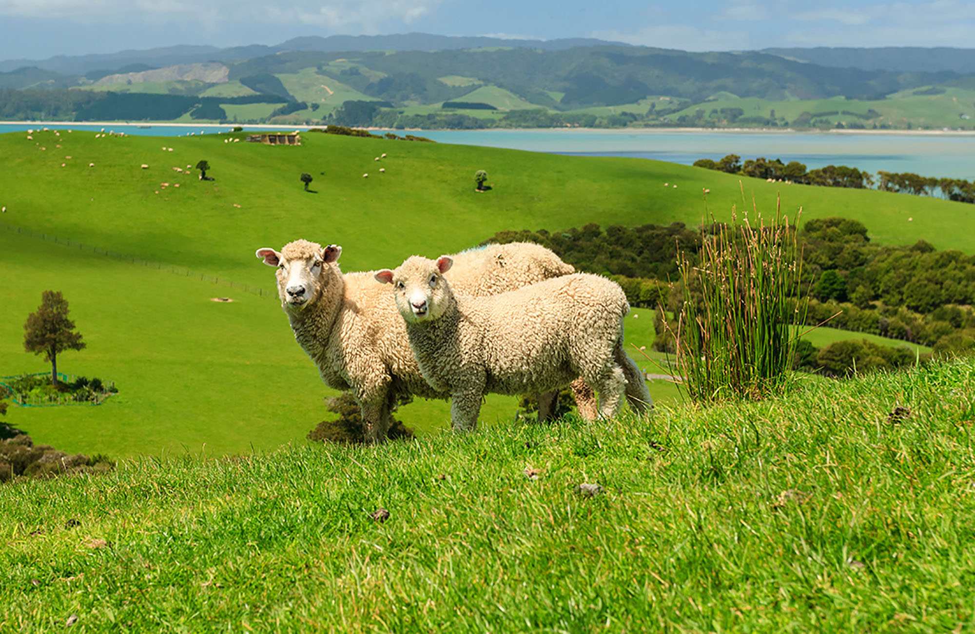 new-zealand-ruder-national-park-cover