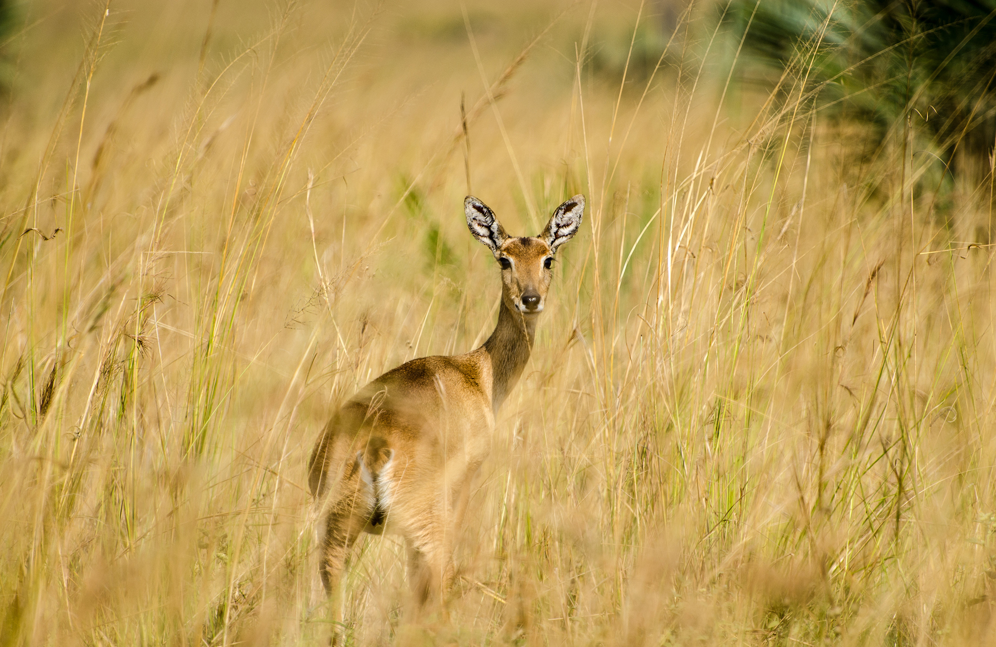 Hert in nationaal park | Op safari in Oeganda | KILROY