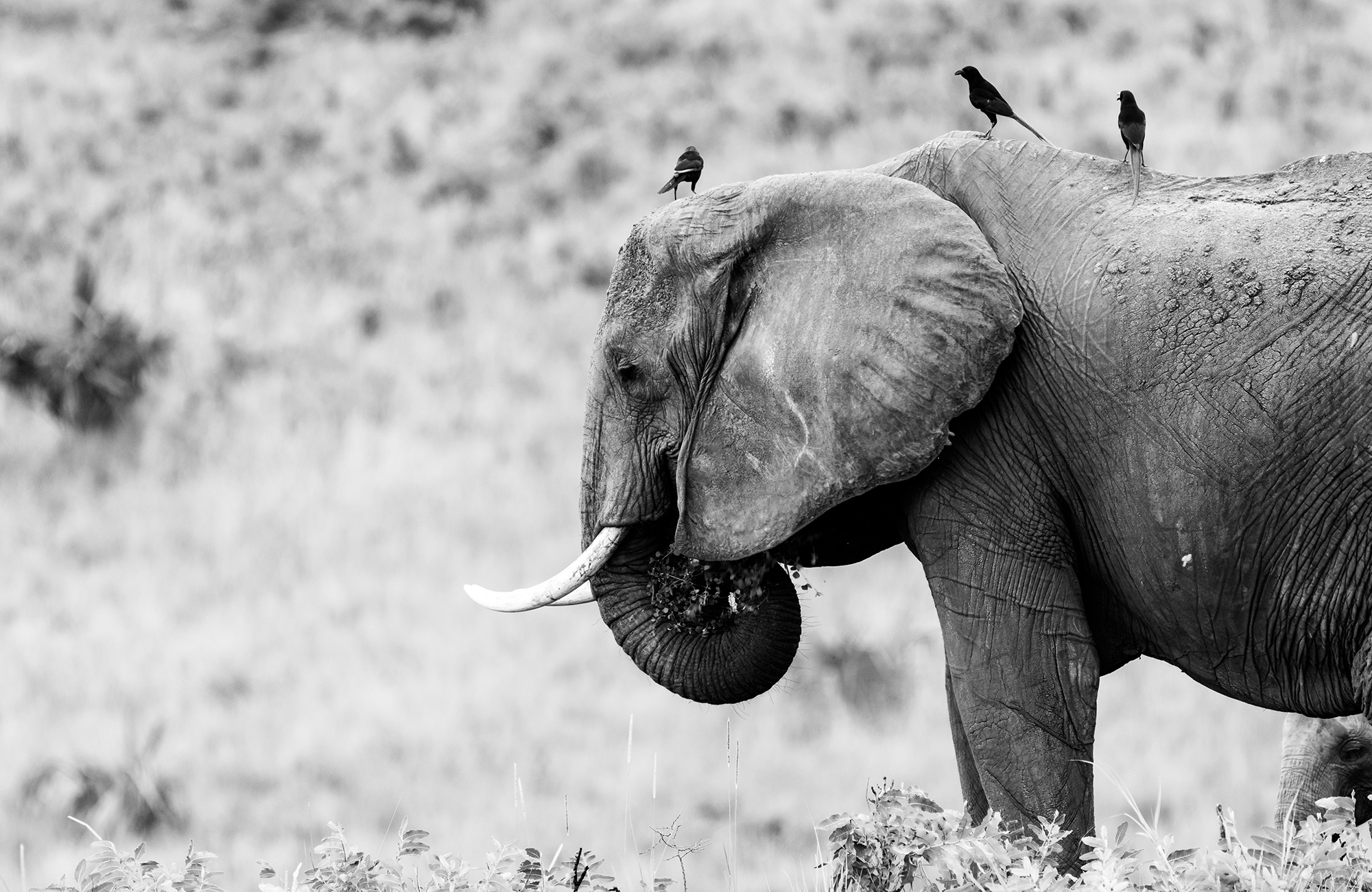 Olifant met drie vogels op de rug | Op safari in Oeganda | KILROY