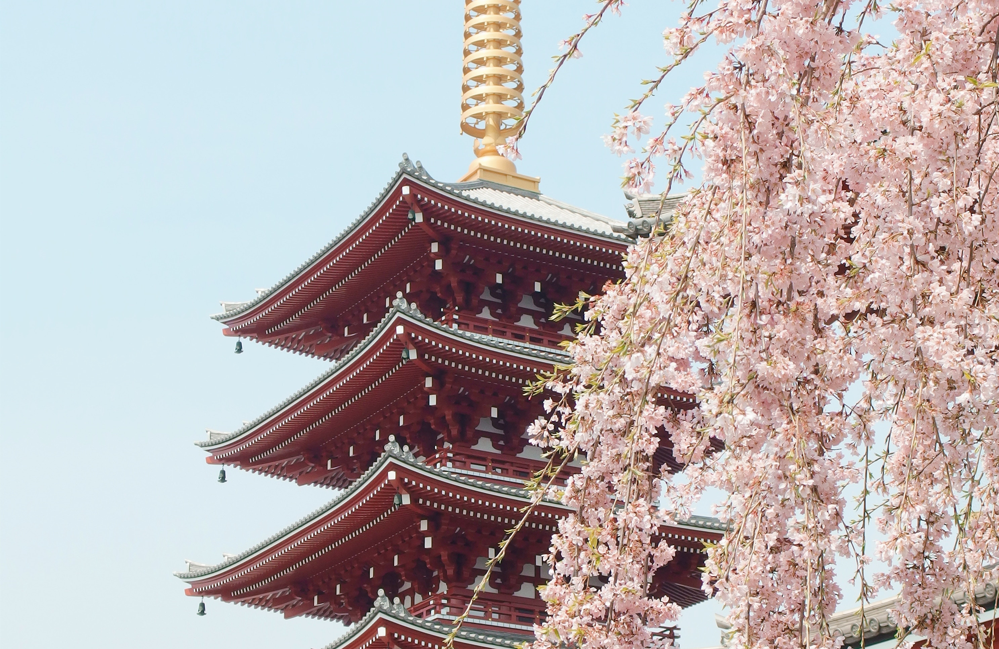 tokyo-japan-sensjo-ji-flowers-temple-cover