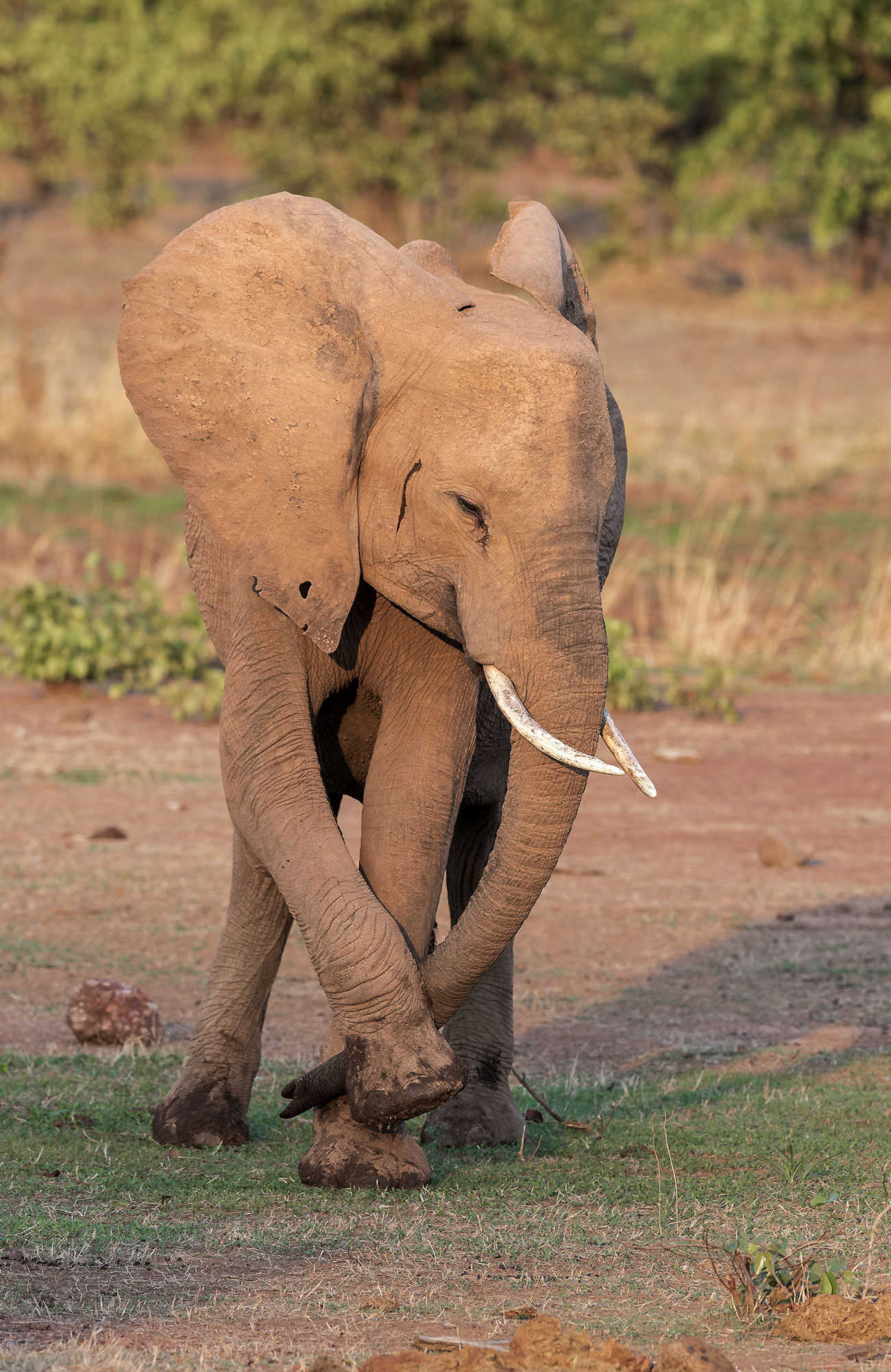 Olifantje in South Luanga Valley | Rondreis Zambia | KILROY