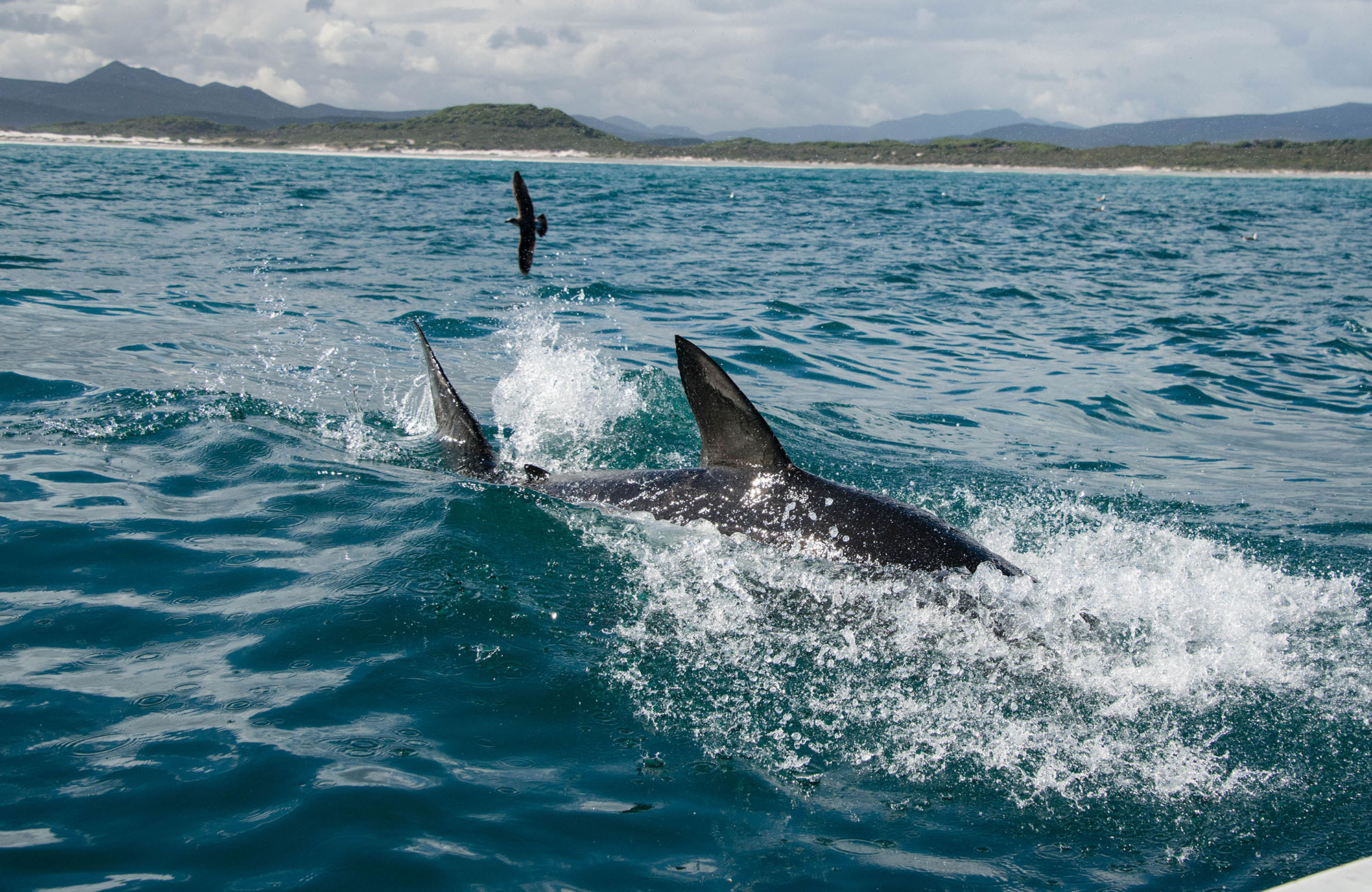south-africa-gansbaai-shark