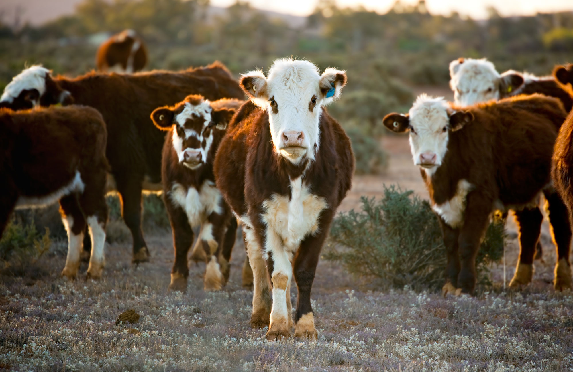 Bizarre banen voor een working holiday in Australië en Nieuw-Zeeland