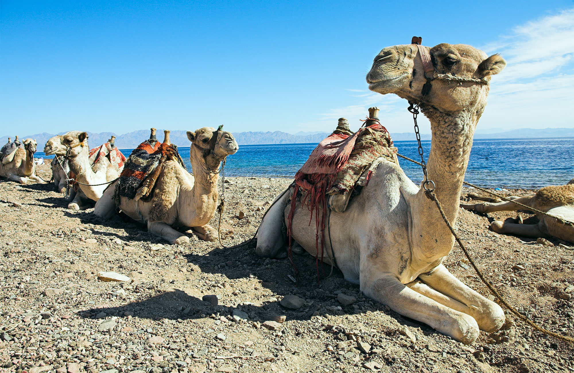 Kamelen in Dahab