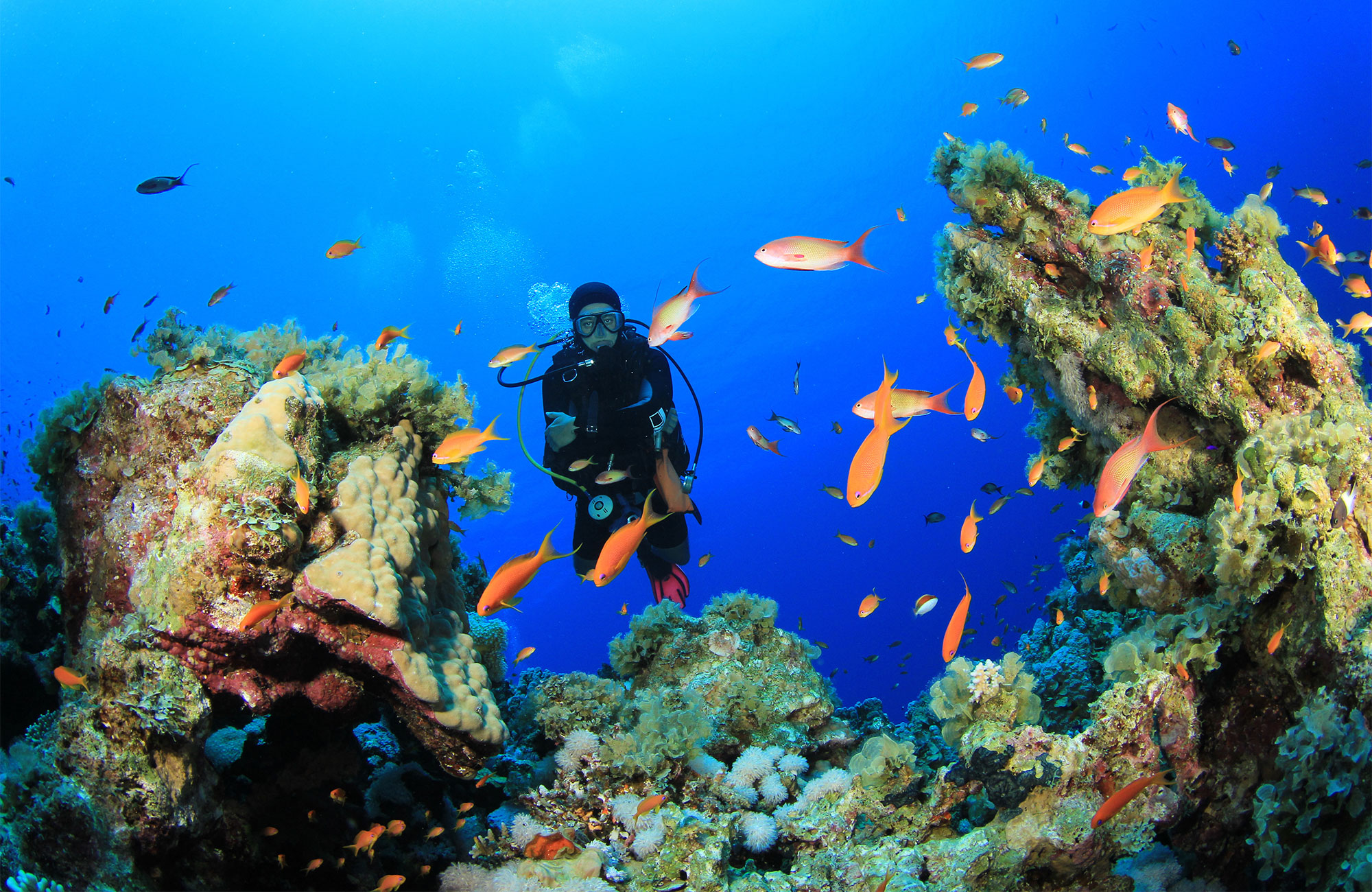 Duiker met vissen en koraal | Reizen naar Sharm El Sheikh