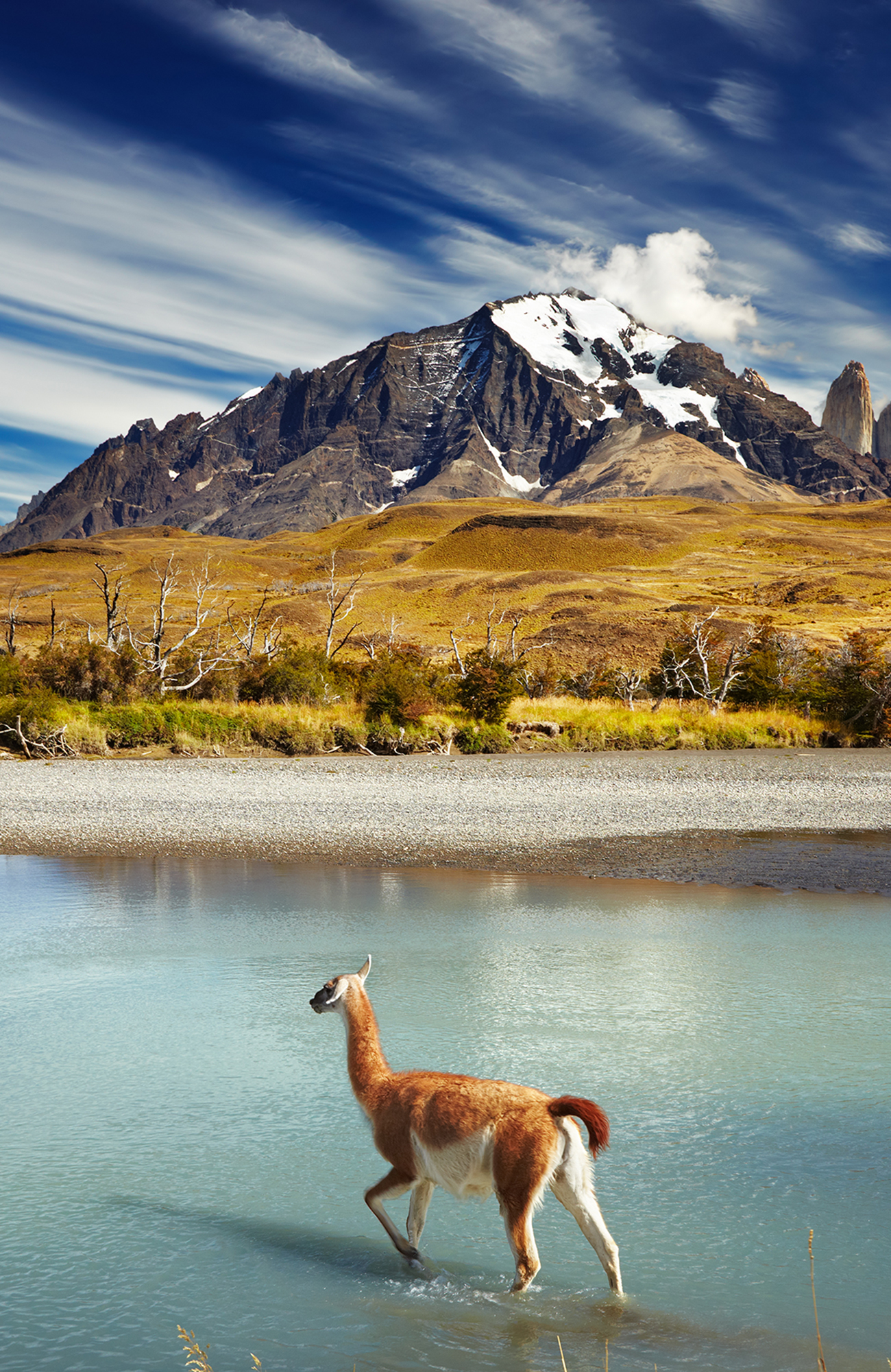 Lama voor de bergen van Punta Arenas | Reizen met KILROY