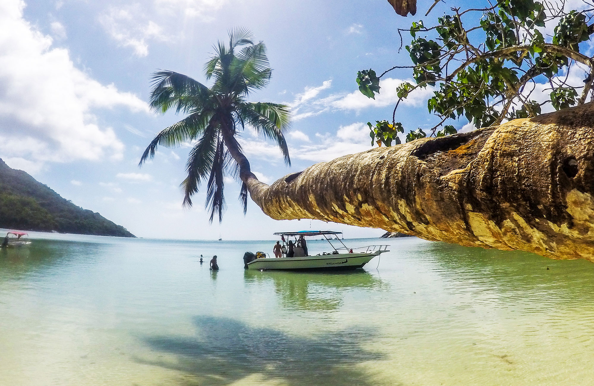 gvi-marine-conservation-seychelles-palm-tree