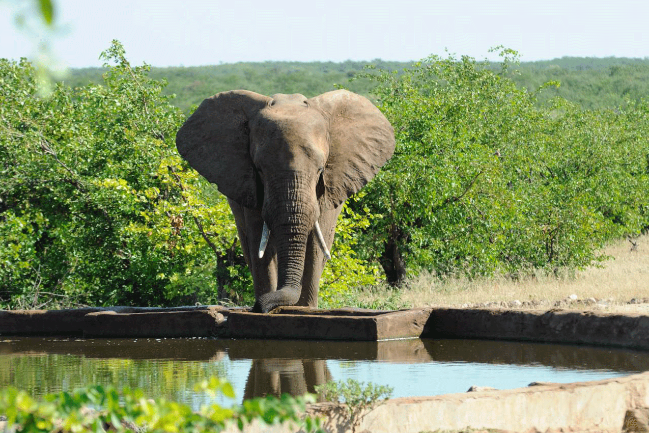 Elephant At The Waterhole Of Volunteer Project In Botswana