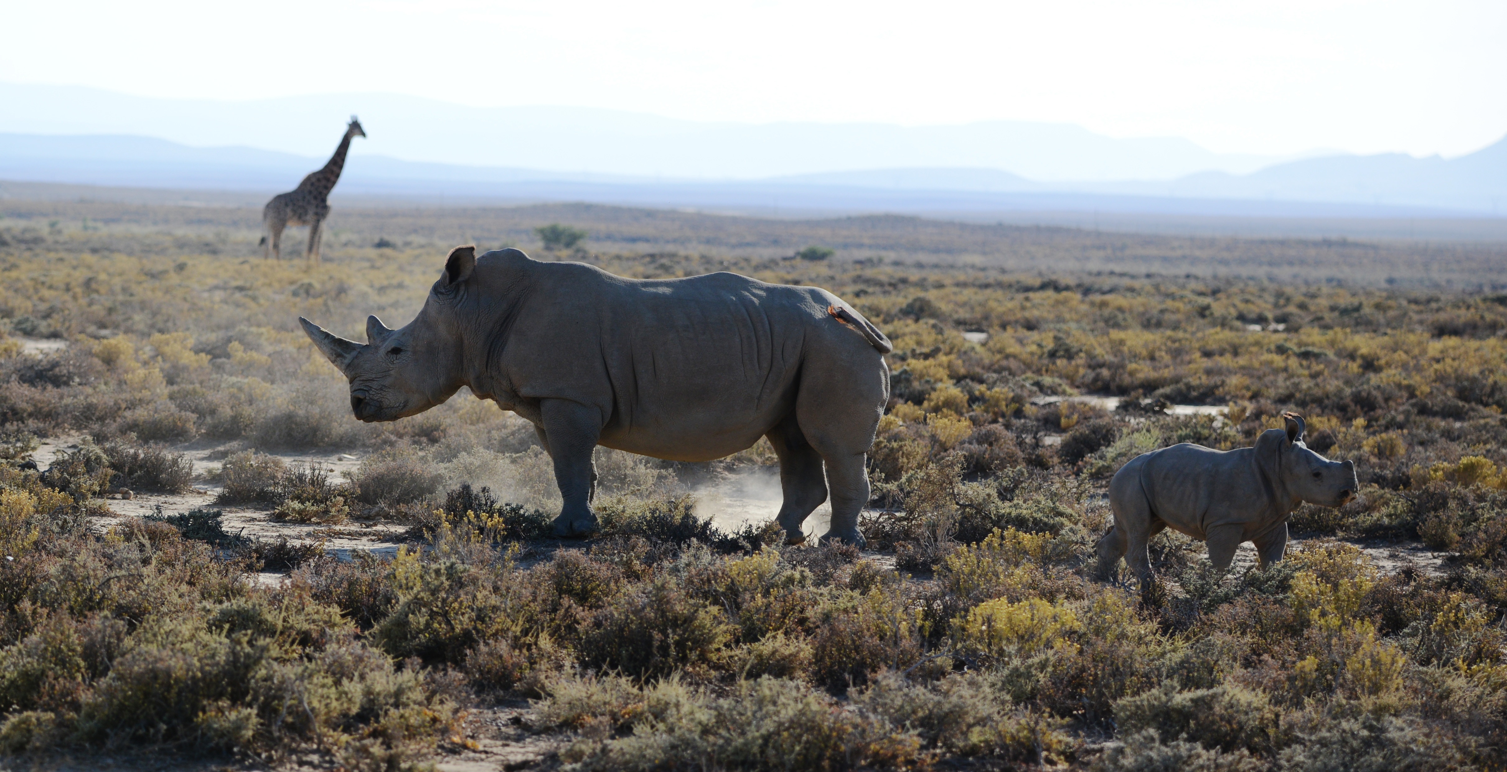 south-africa-rhino-with-baby-and-giraffe-cover
