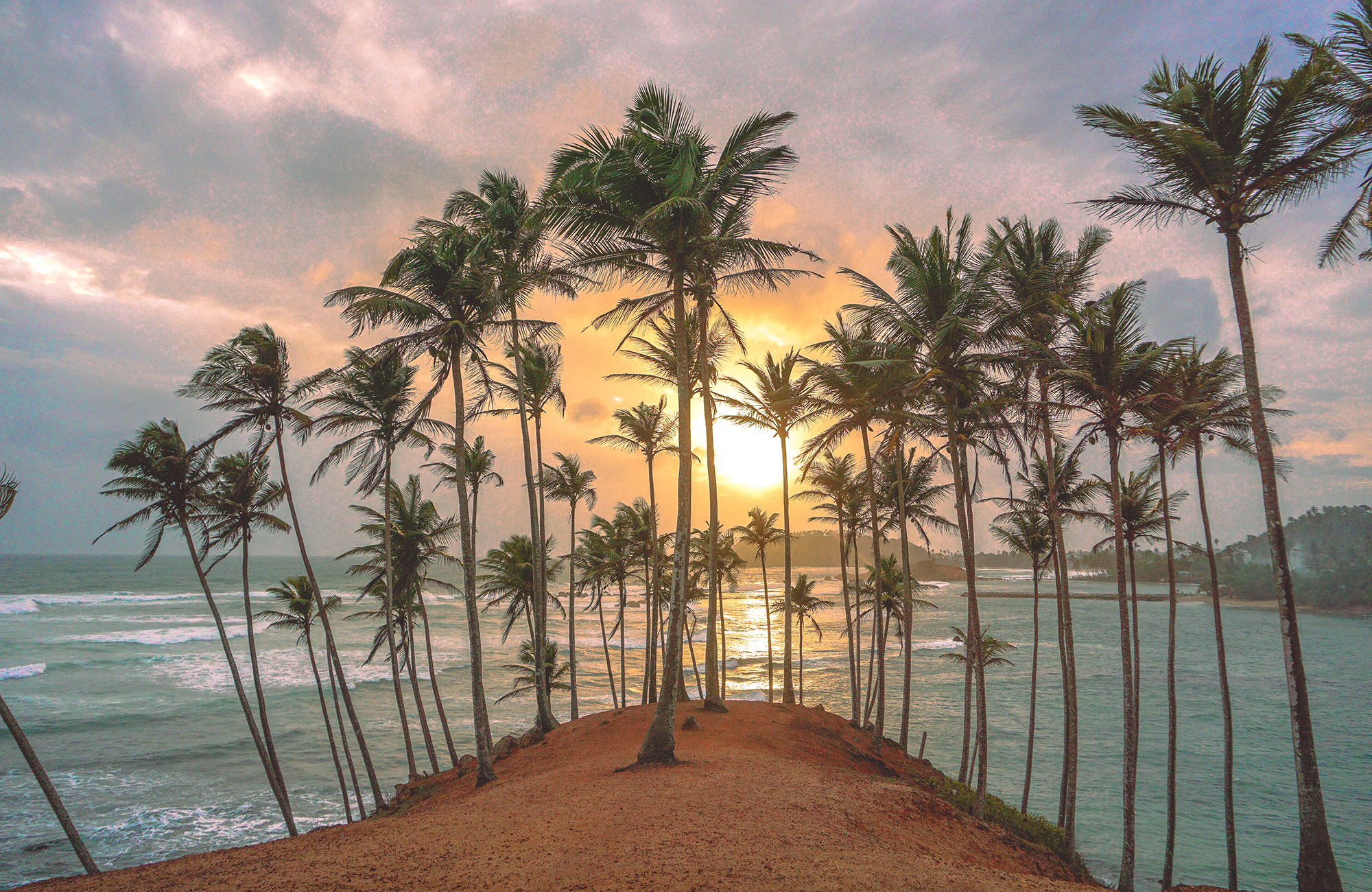 colombo-mirissa-palm-tree-grove-sunset-cover
