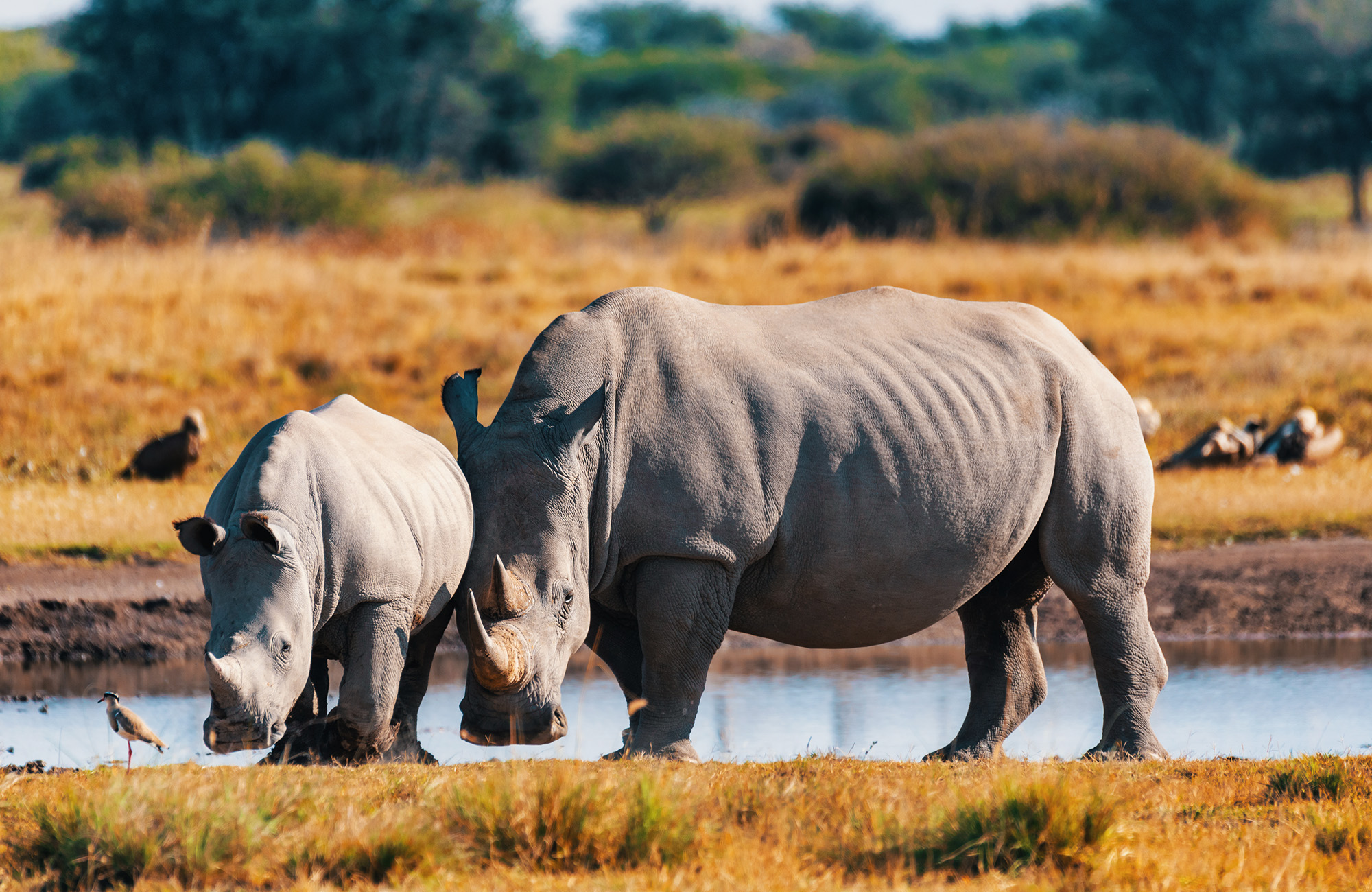 Neushoorn - Big 5