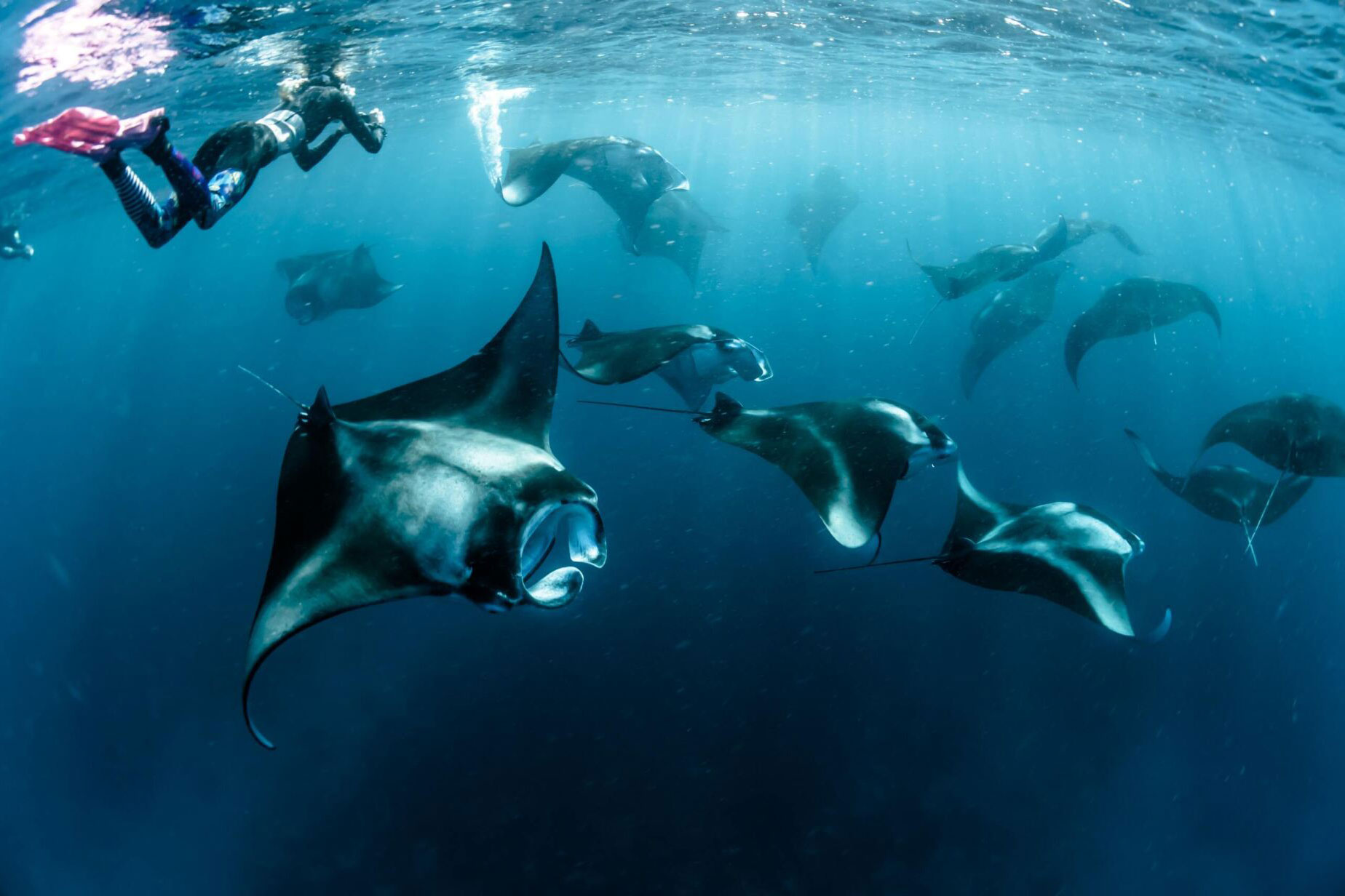 Freediveramong rays in the ocean around Bali in Indonesia