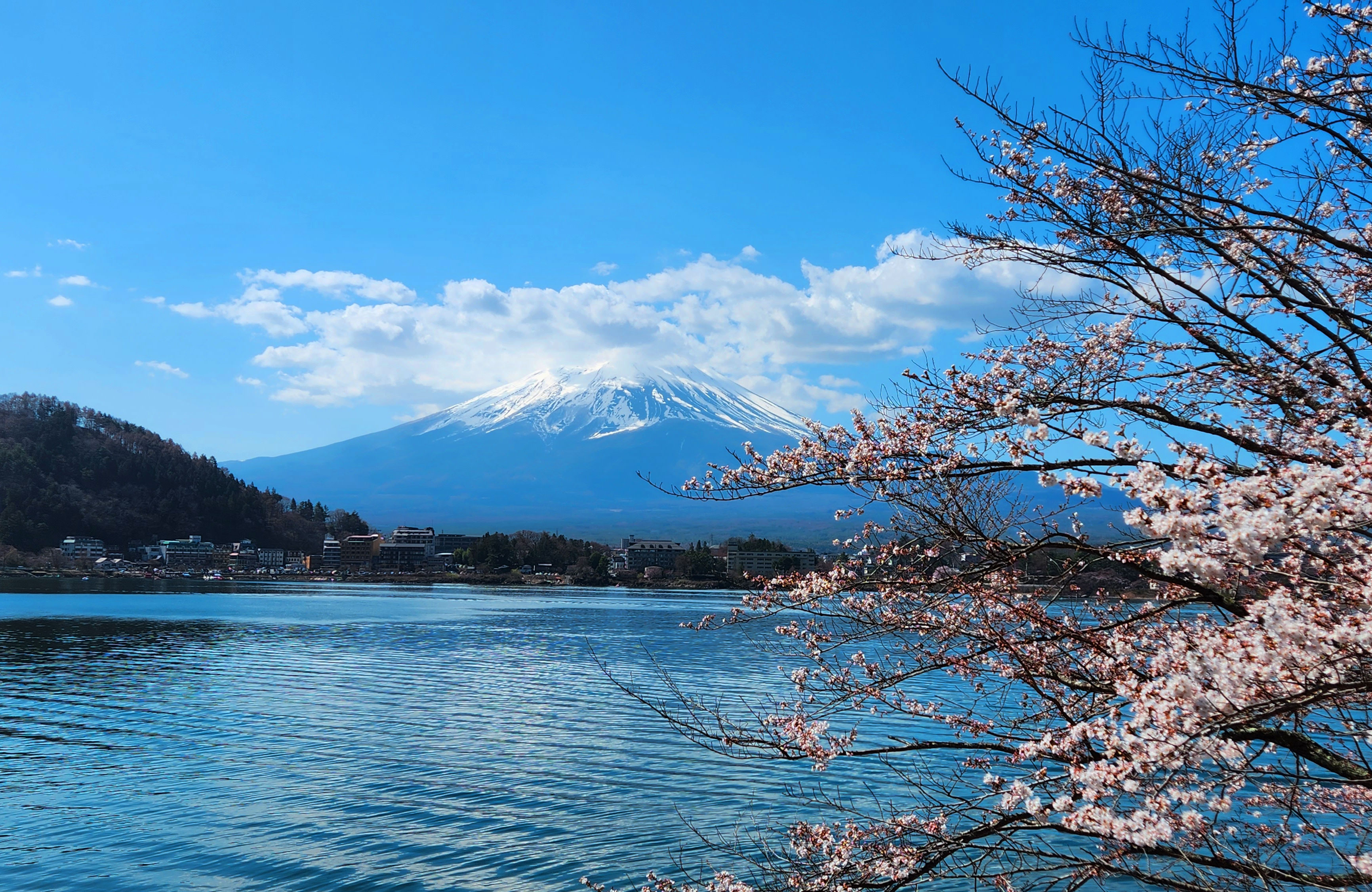 Cherry Blossom Tree At Lake Kawaguchiko With Mt
