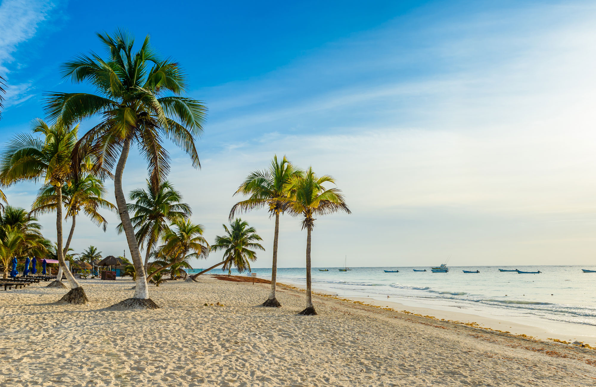 palmbomen in mexico