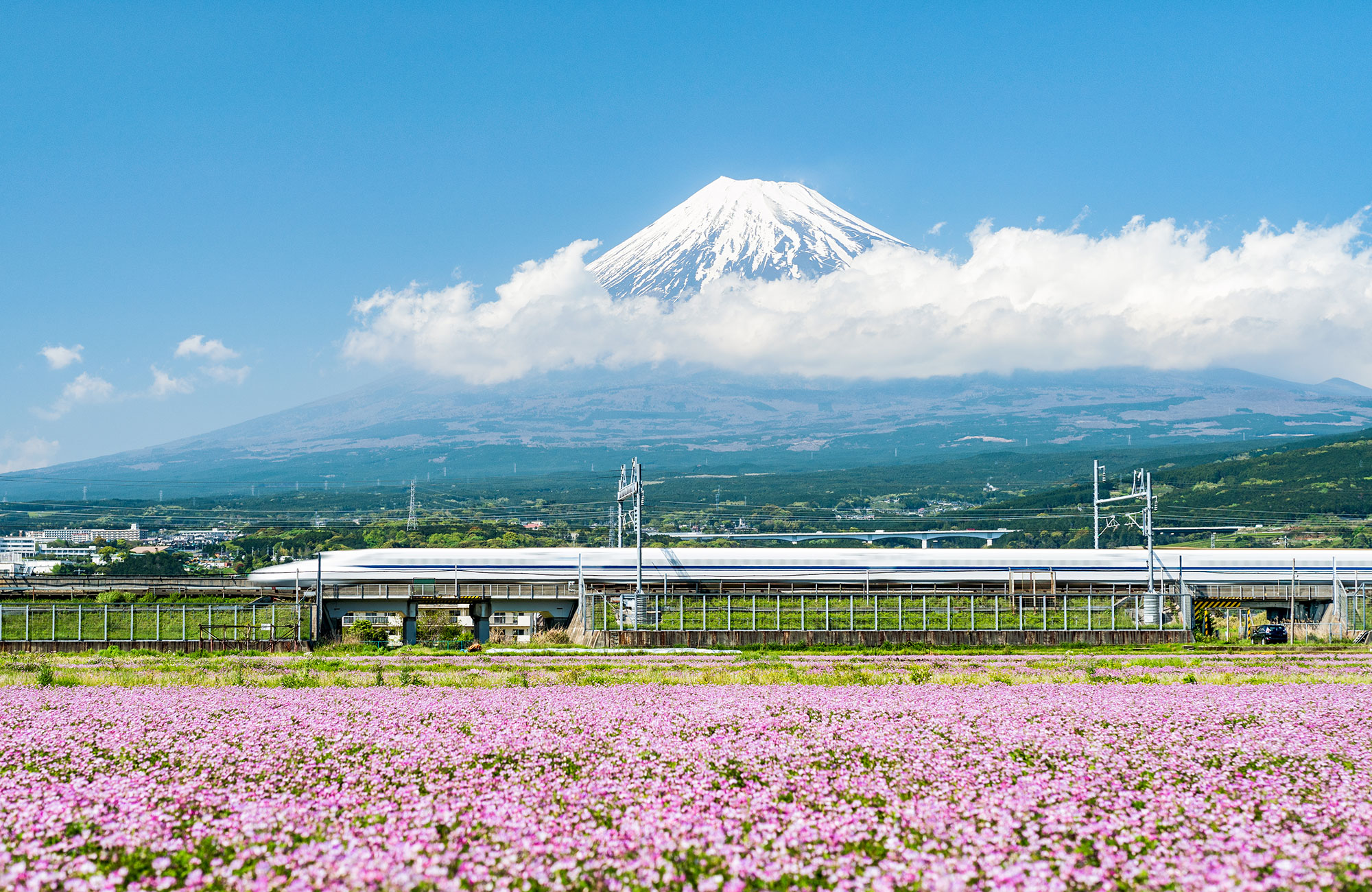 Japan Rail Pass Fuji Train Field