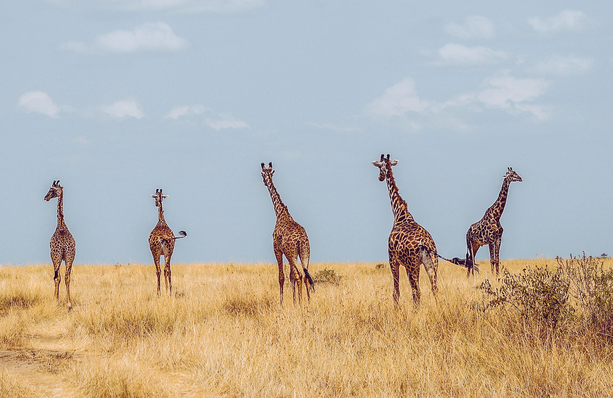 Masai Mara Kenya Five Giraffs Cover