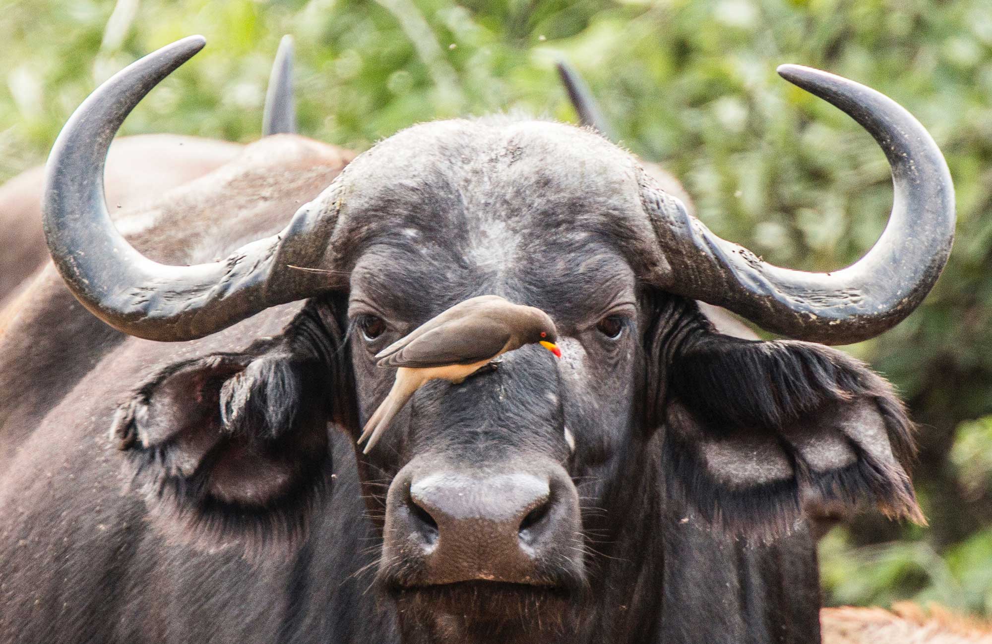 Buffel - Big5