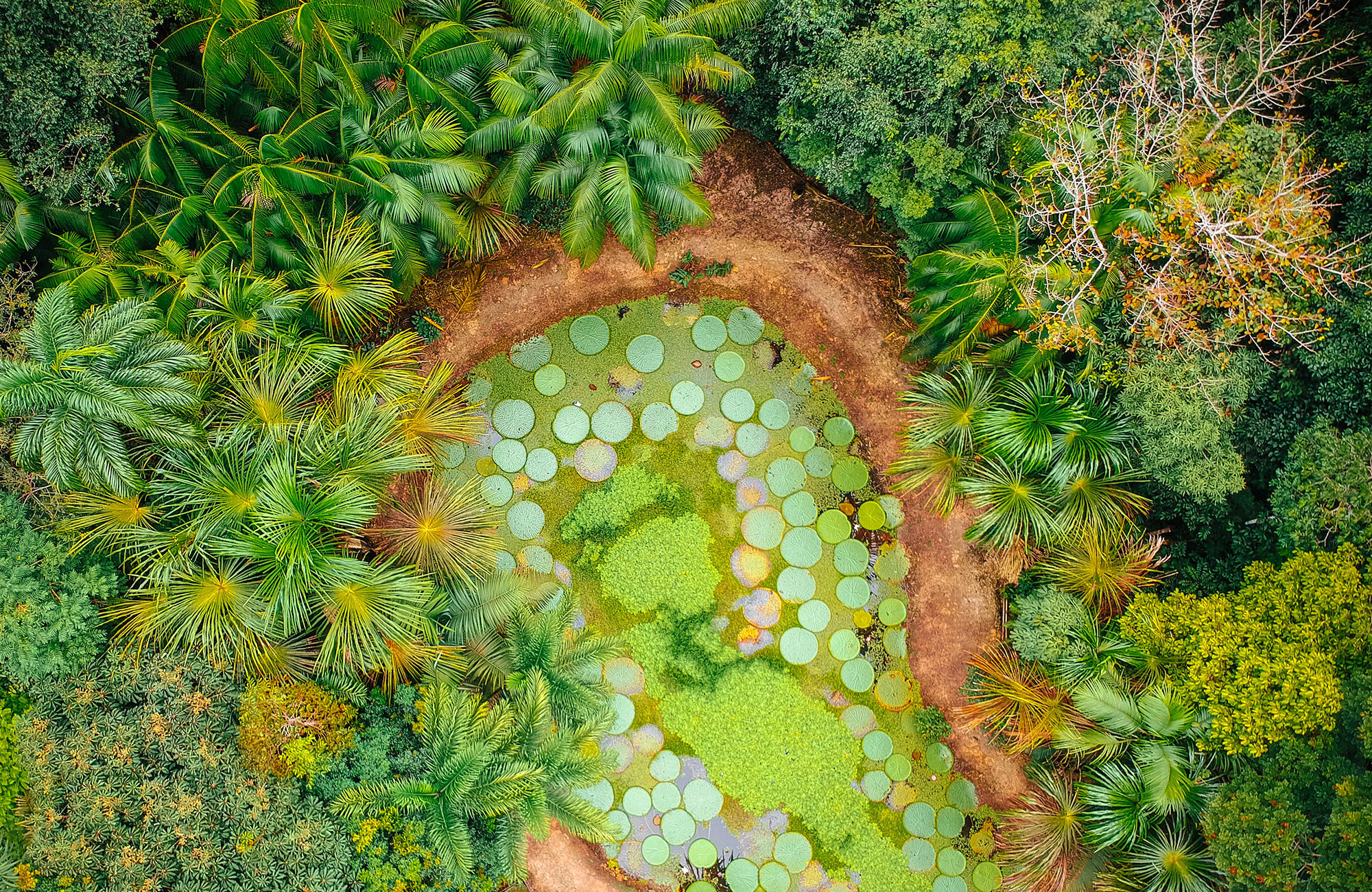 manaus-brazil-botanical-gardens-musa-cover