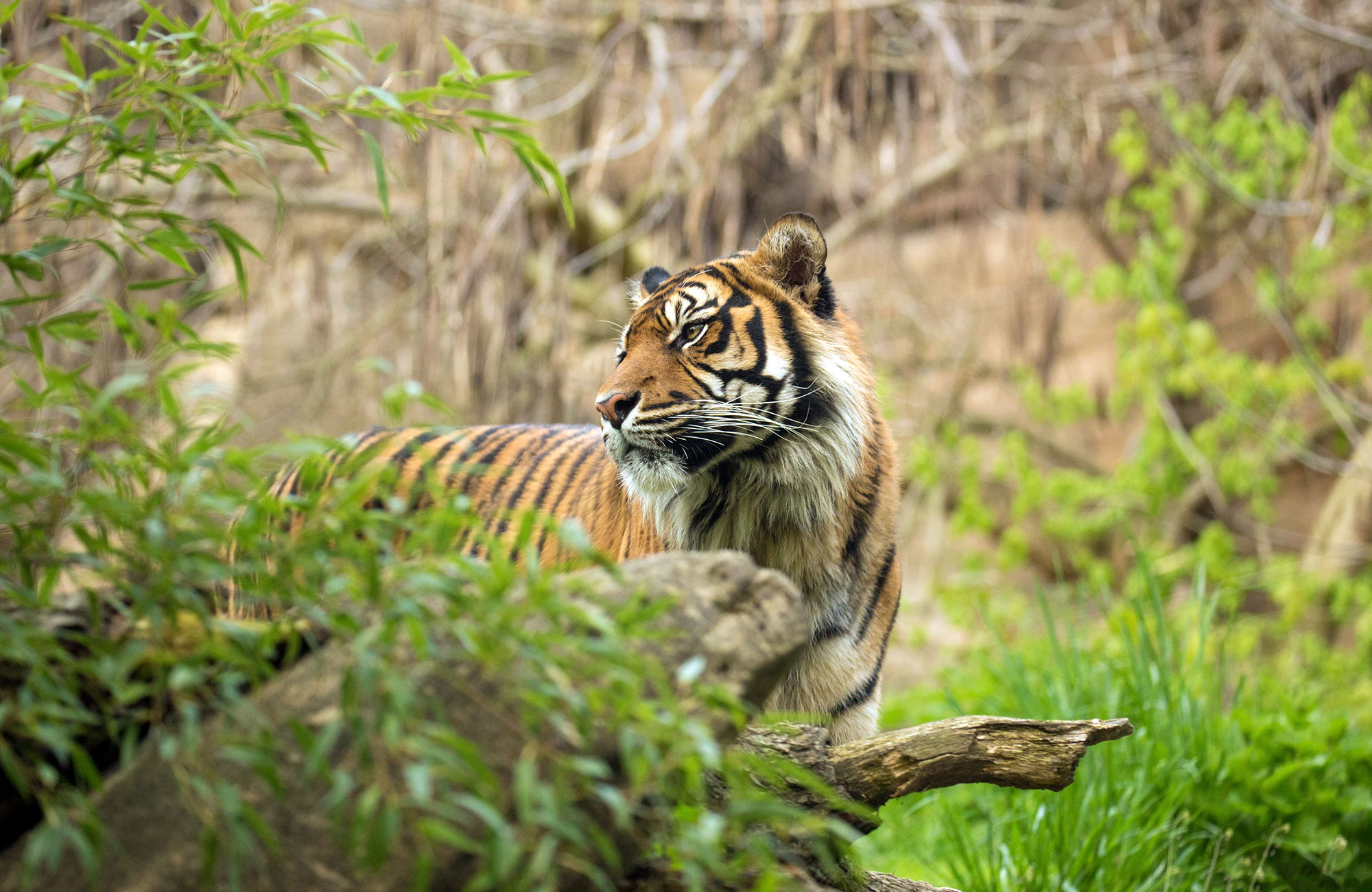 Sumatran tiger in the green jungle on Sumatra, Indonesia