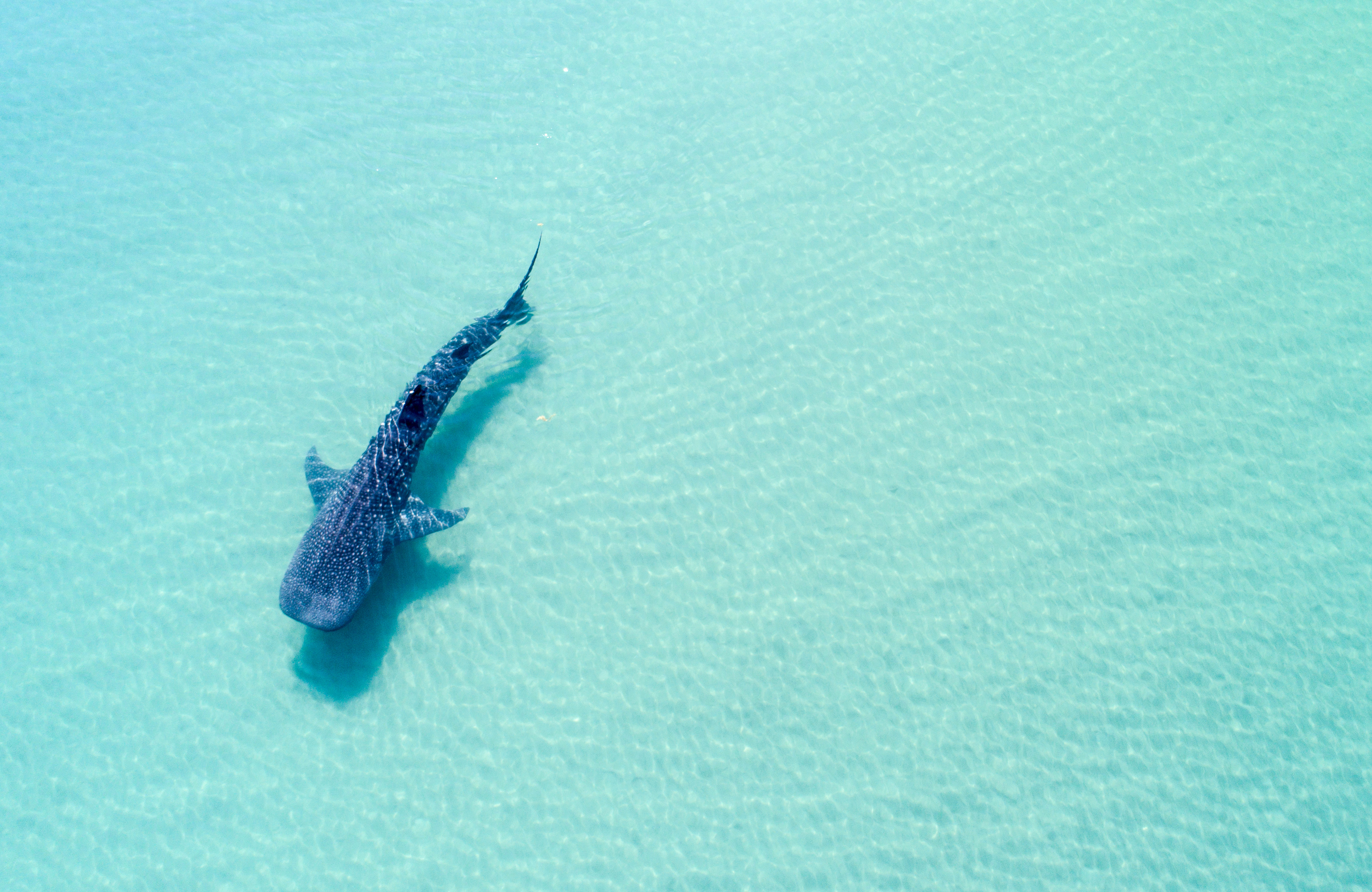 Philippines Whale Shark
