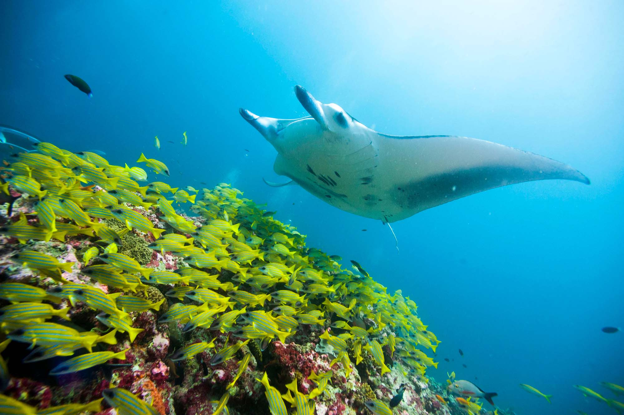 Manta Ray met veel kleurrijke kleine vissen in de oceaan rond Fiji