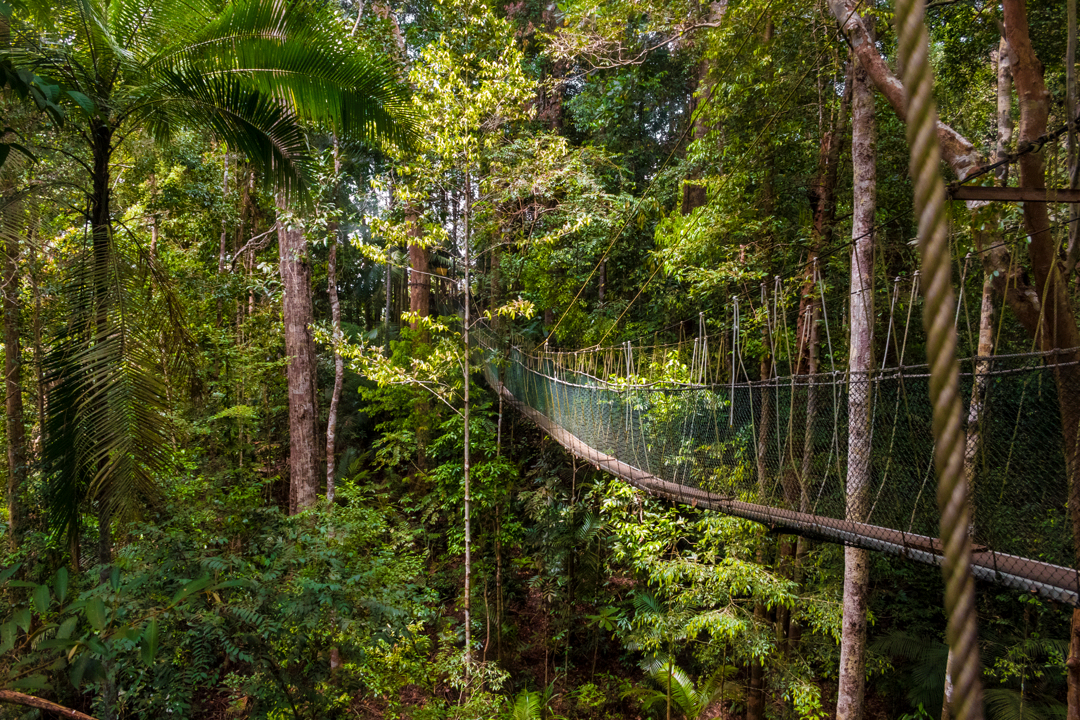 Canopy Walk in Taman Negara National Park, Maleisië