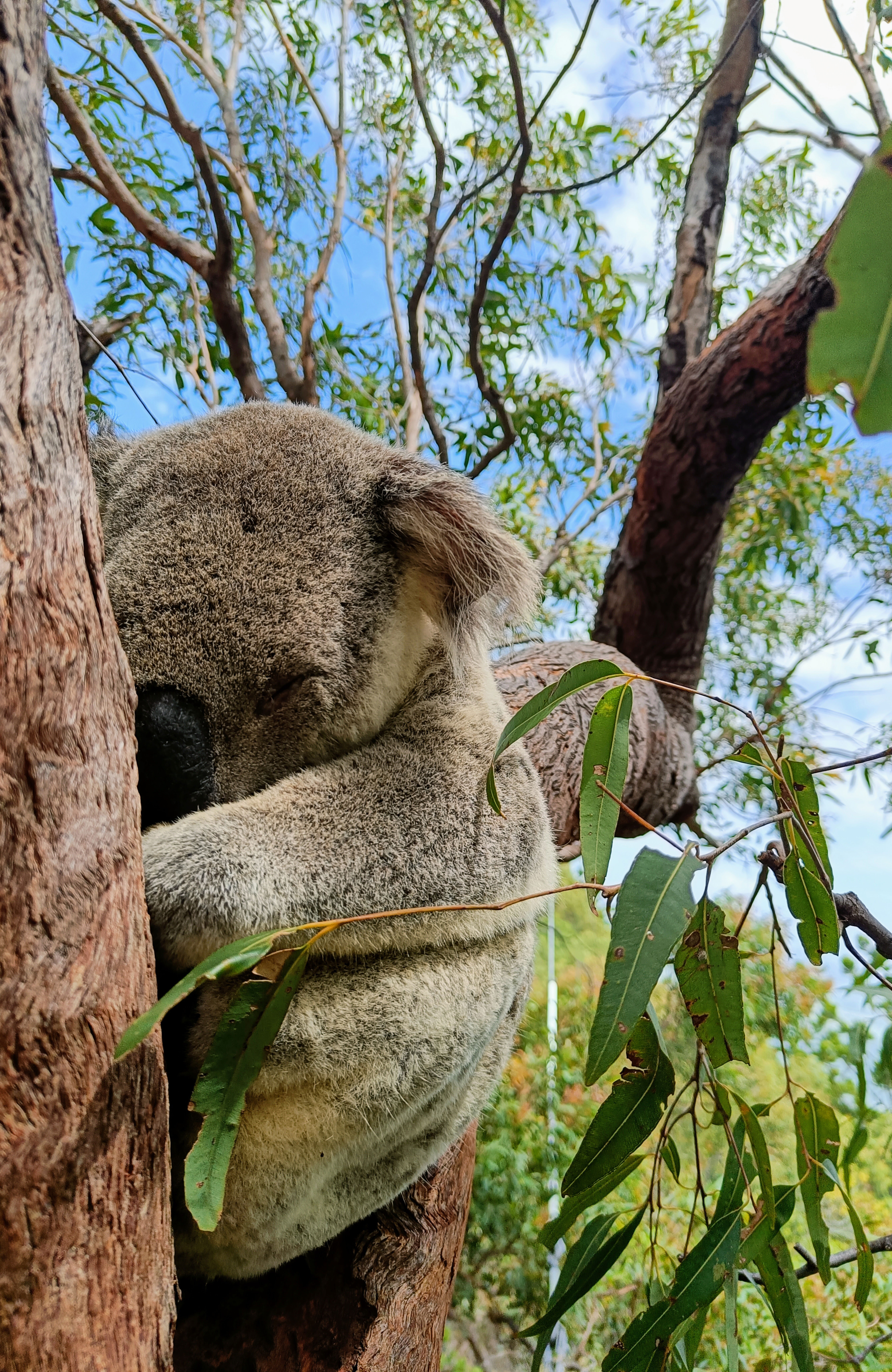 Koala Picture From Amarins Travel Story