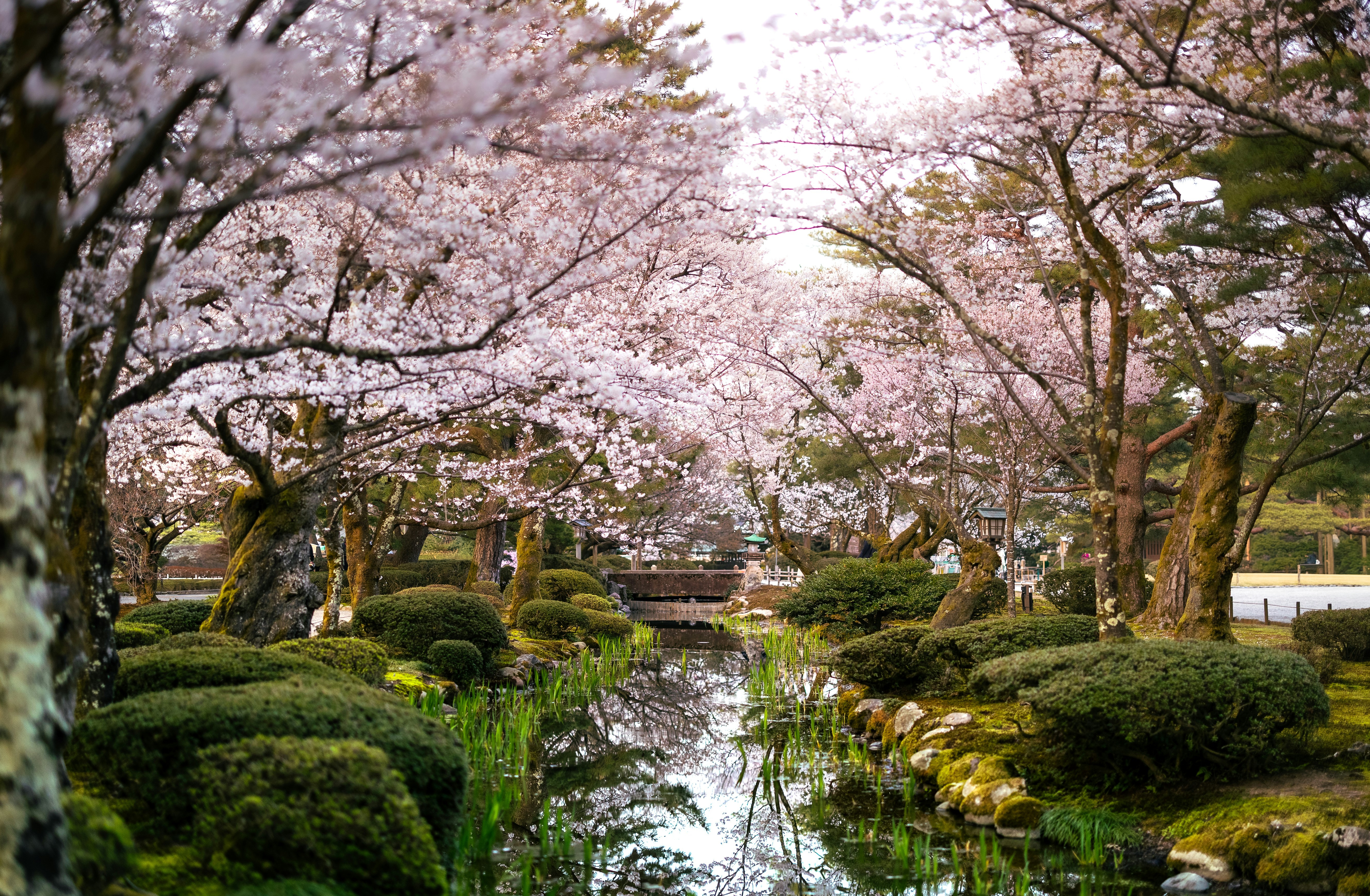 Roze kerselaars boven een rivier in Japan
