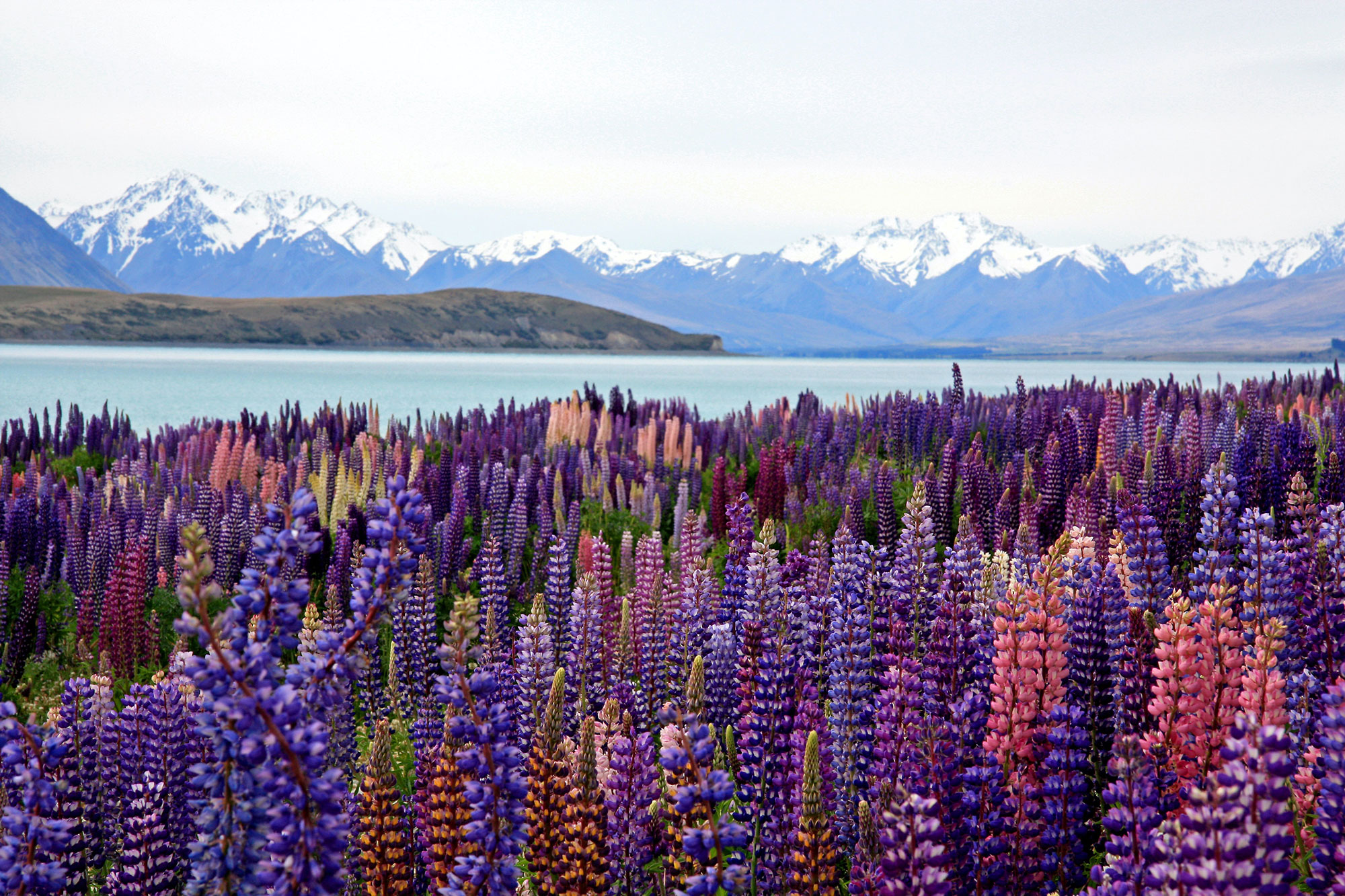 Lupins Lake Taupo New Zealand