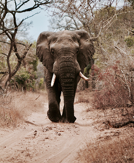 Olifant loopt over zandweg | Ga op safari tour in Afrika | KILROY