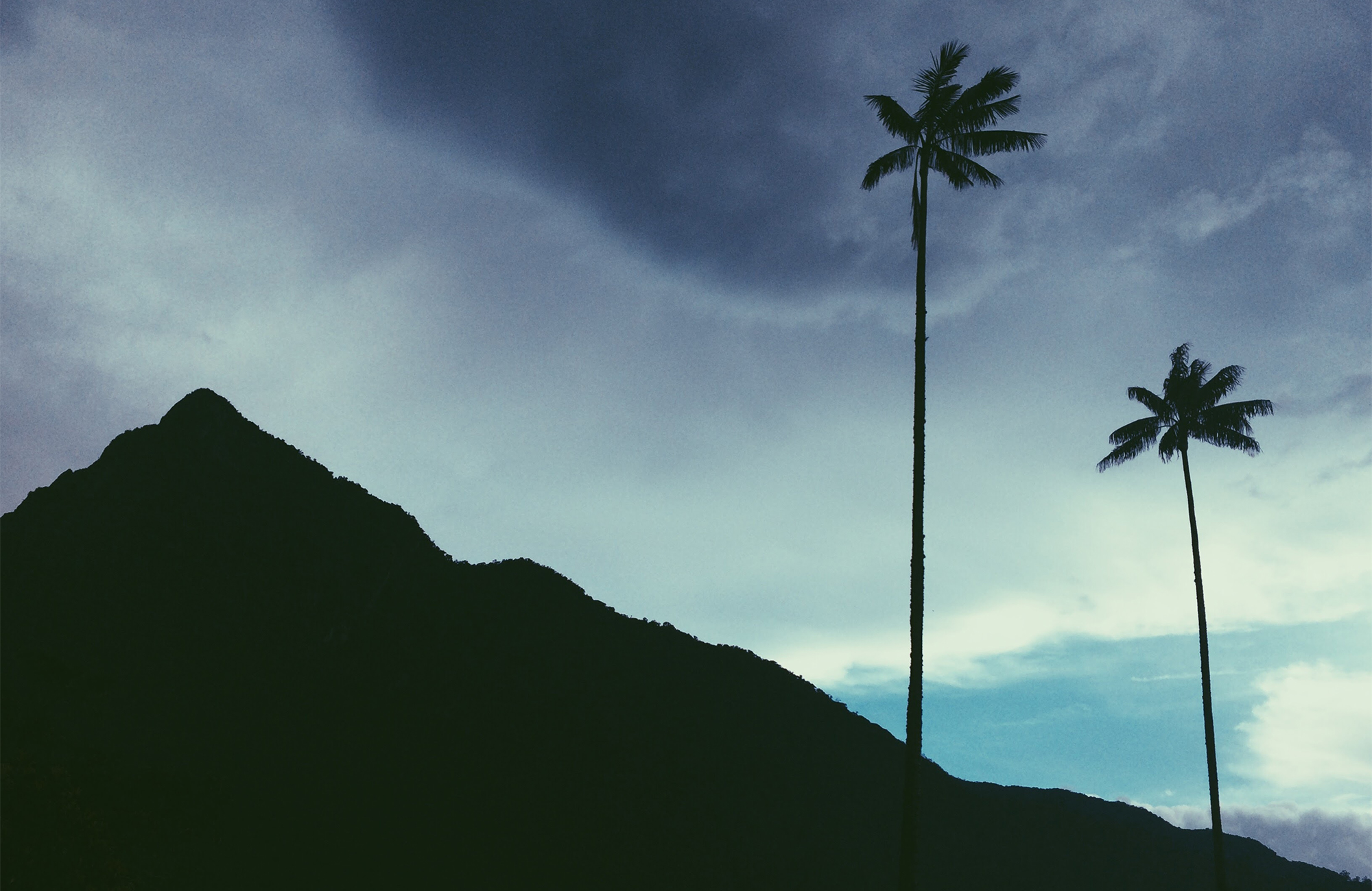 Palmbomen in Colombia | Rondreis Colombia | KILROY