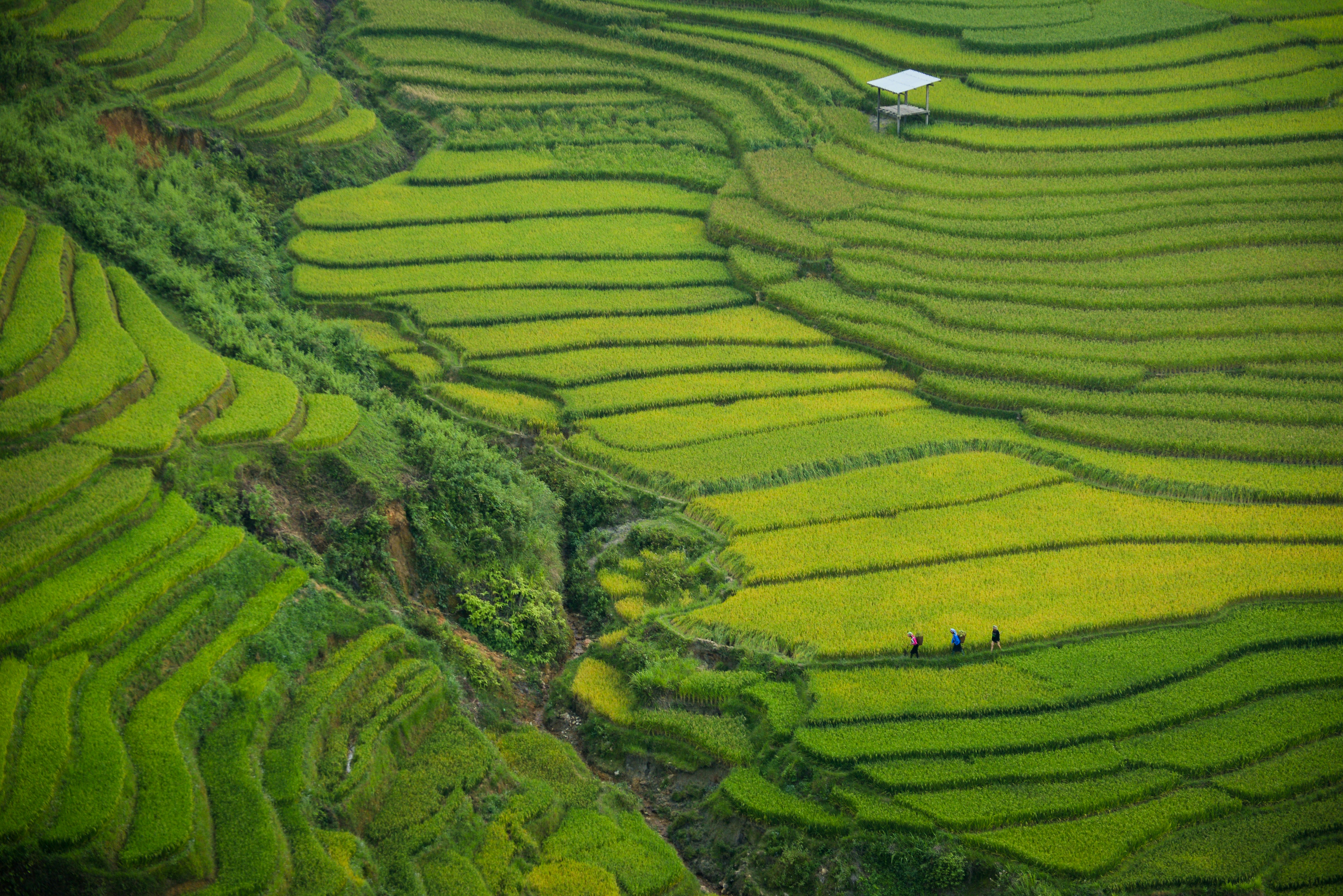 Rijstvelden in Sapa, Vietnam
