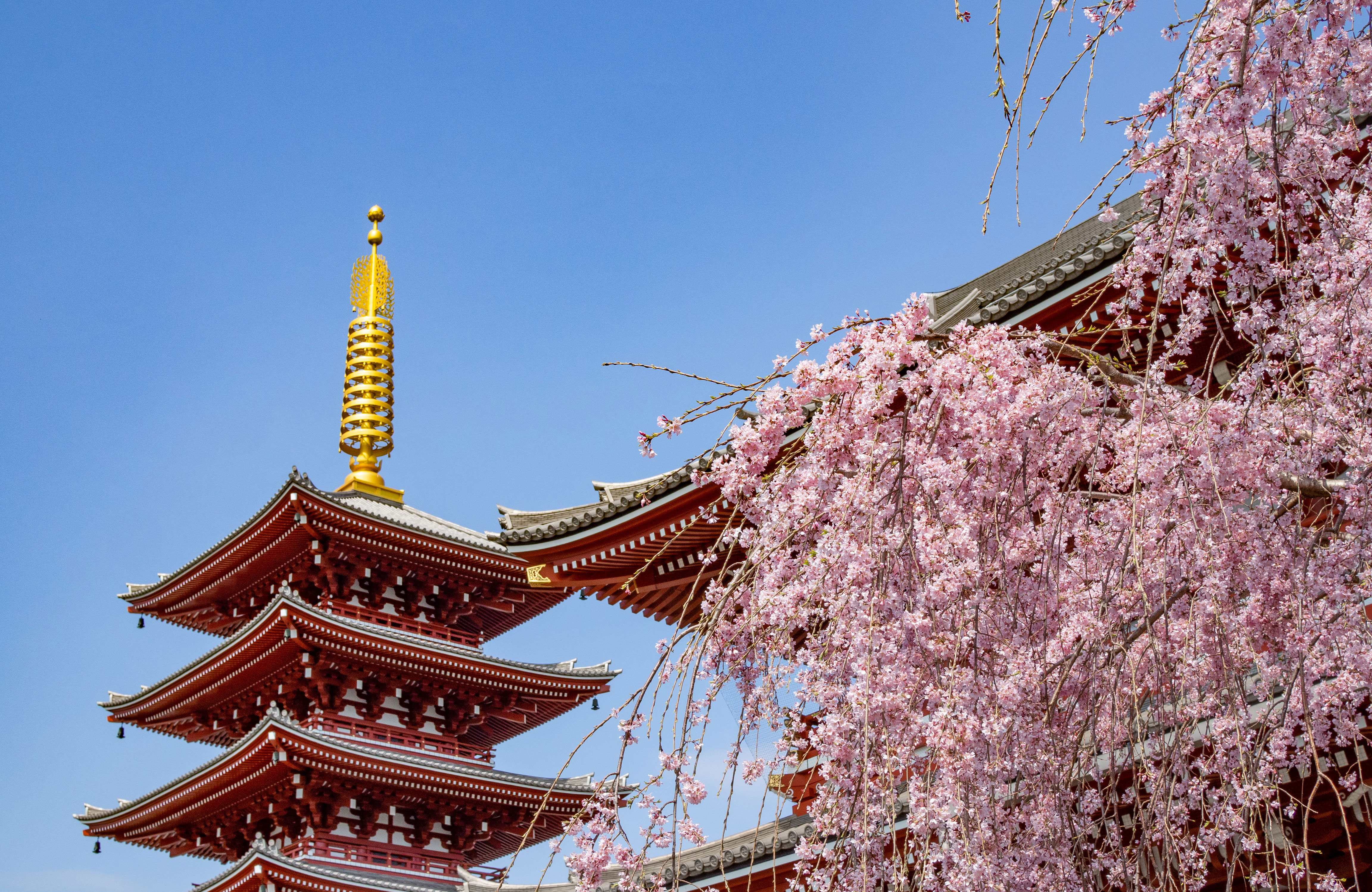 Een bloeiende kerselaar voor een Japanse tempel