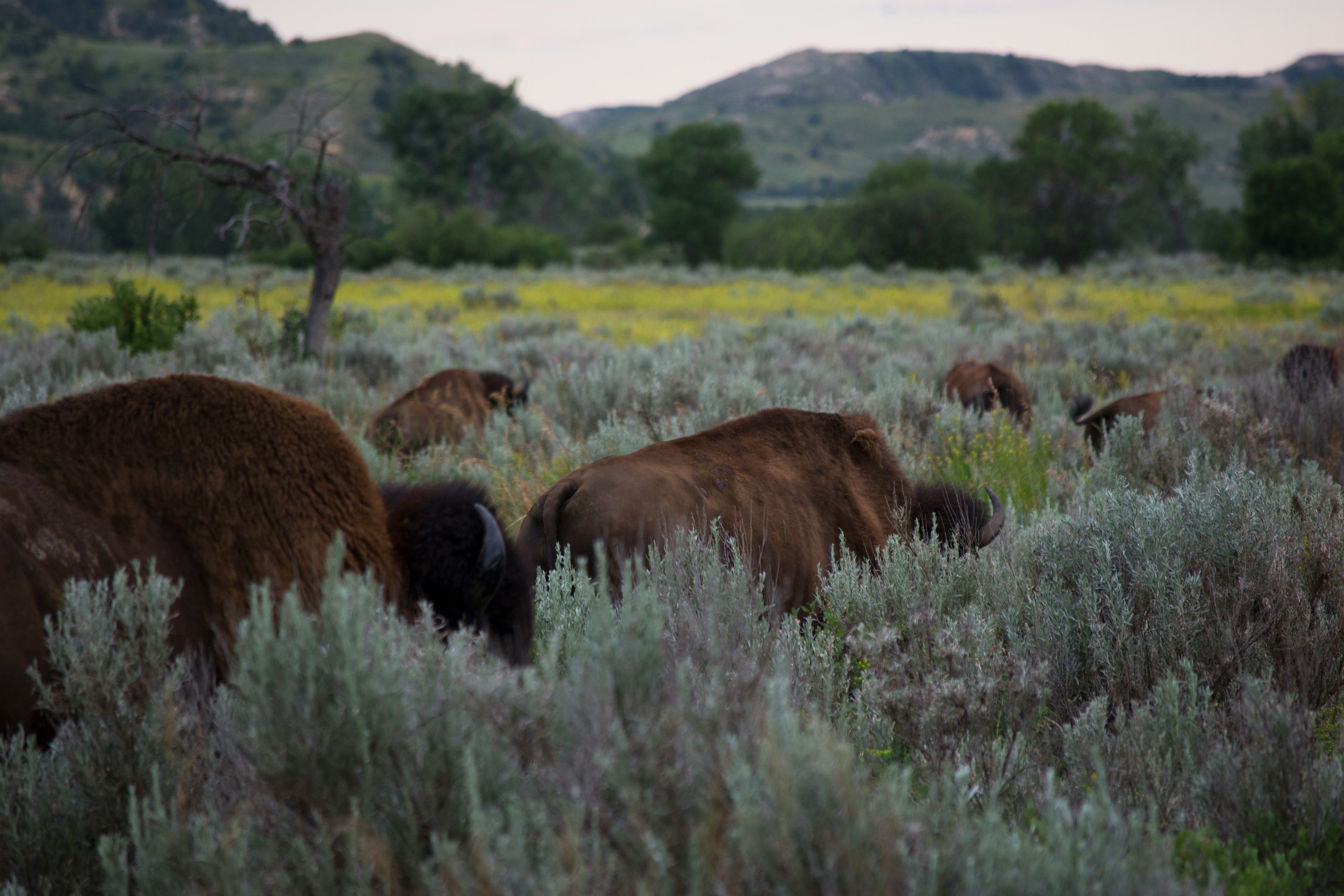 Bizons in Theodore Roosevelt National Park in North Dakota