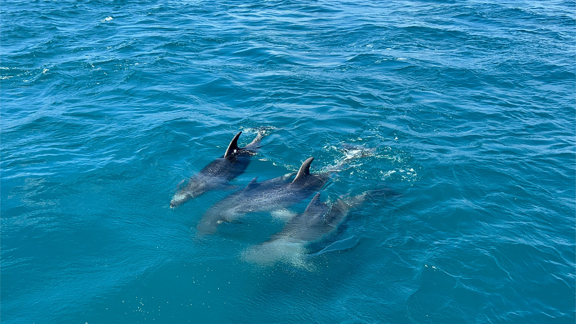 NZ Web6