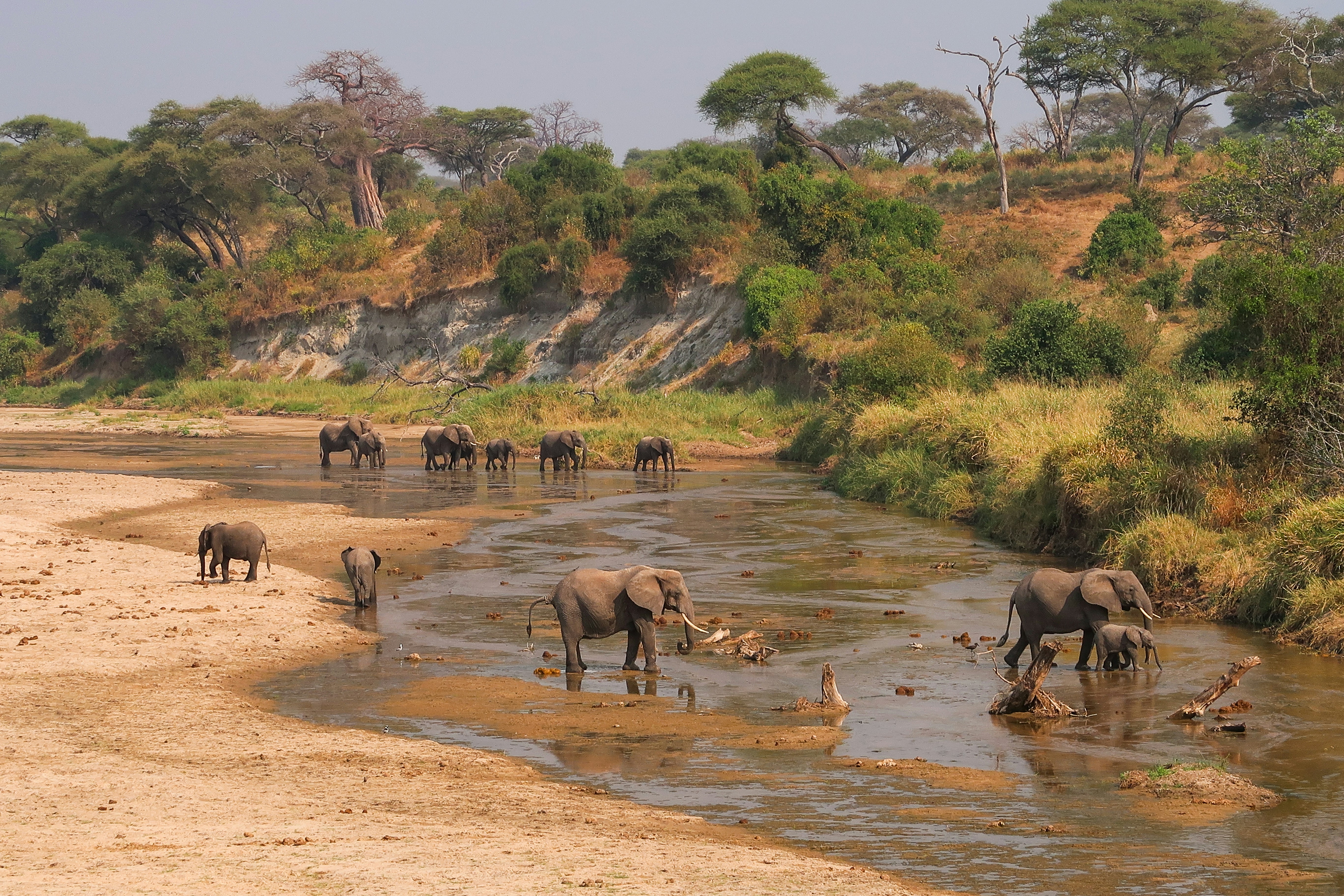 Tarangire Florian Muller 98Qv5beqpce Unsplash