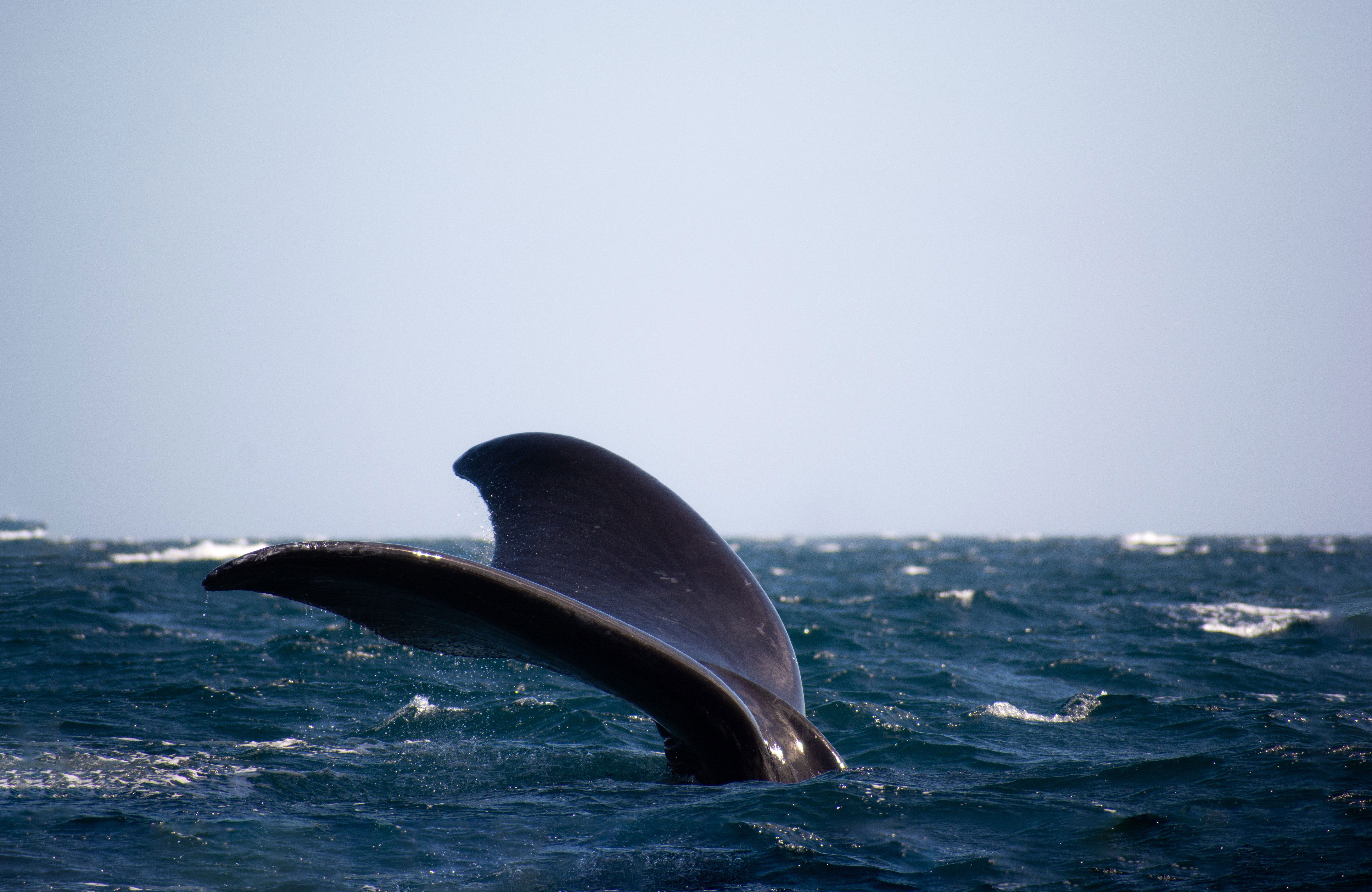 Whale In The Ocean At Puerto Madryn, Argentina