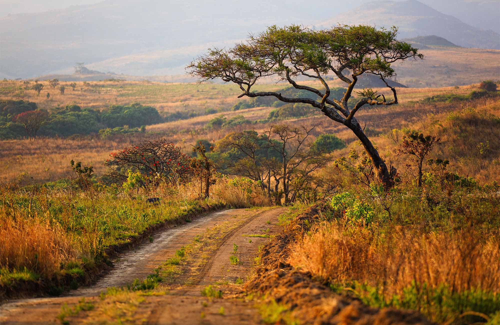 savanne in afrika