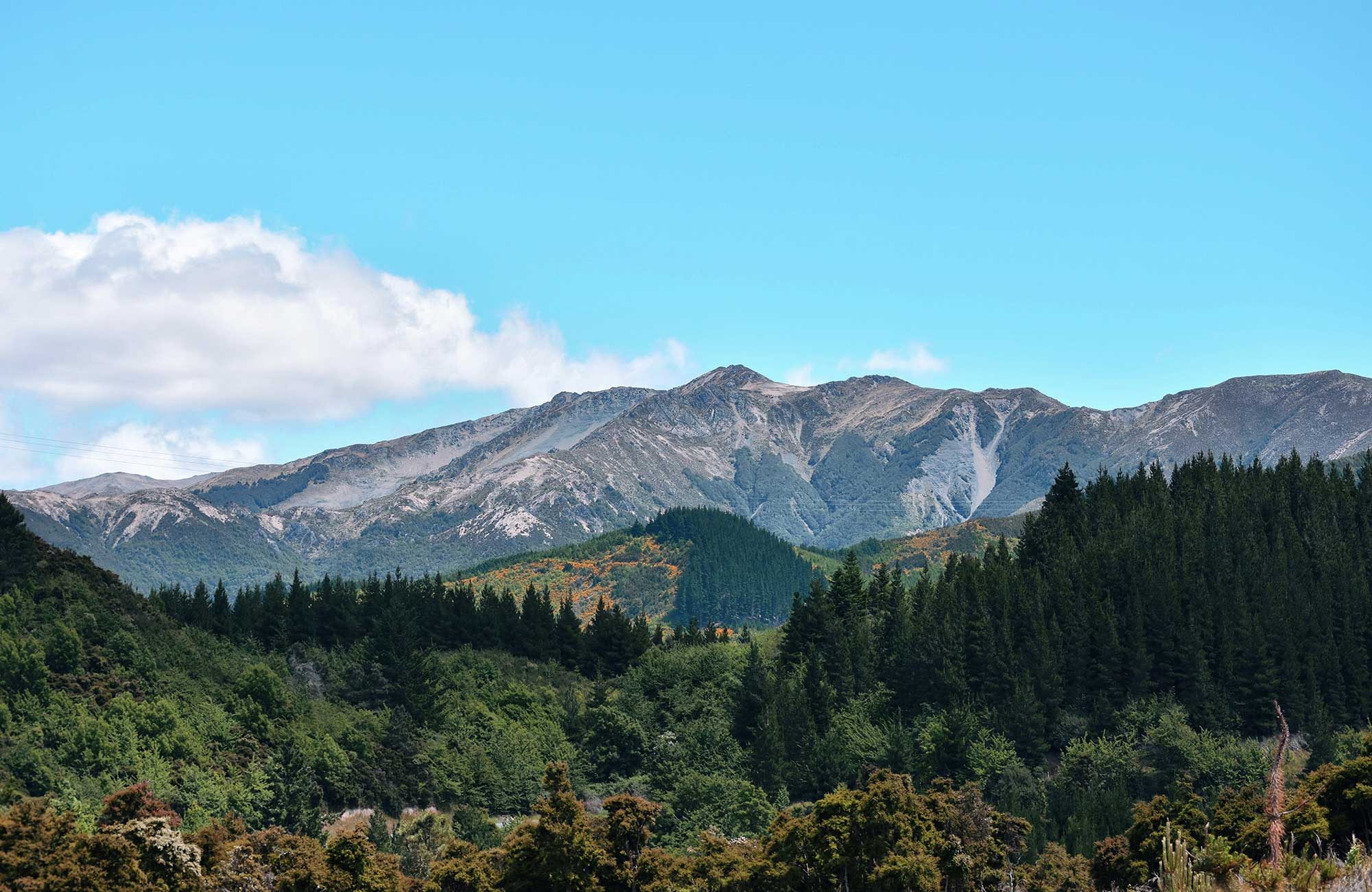 Uitzicht over bossen met in de verte een gebergte in Nieuw-Zeeland
