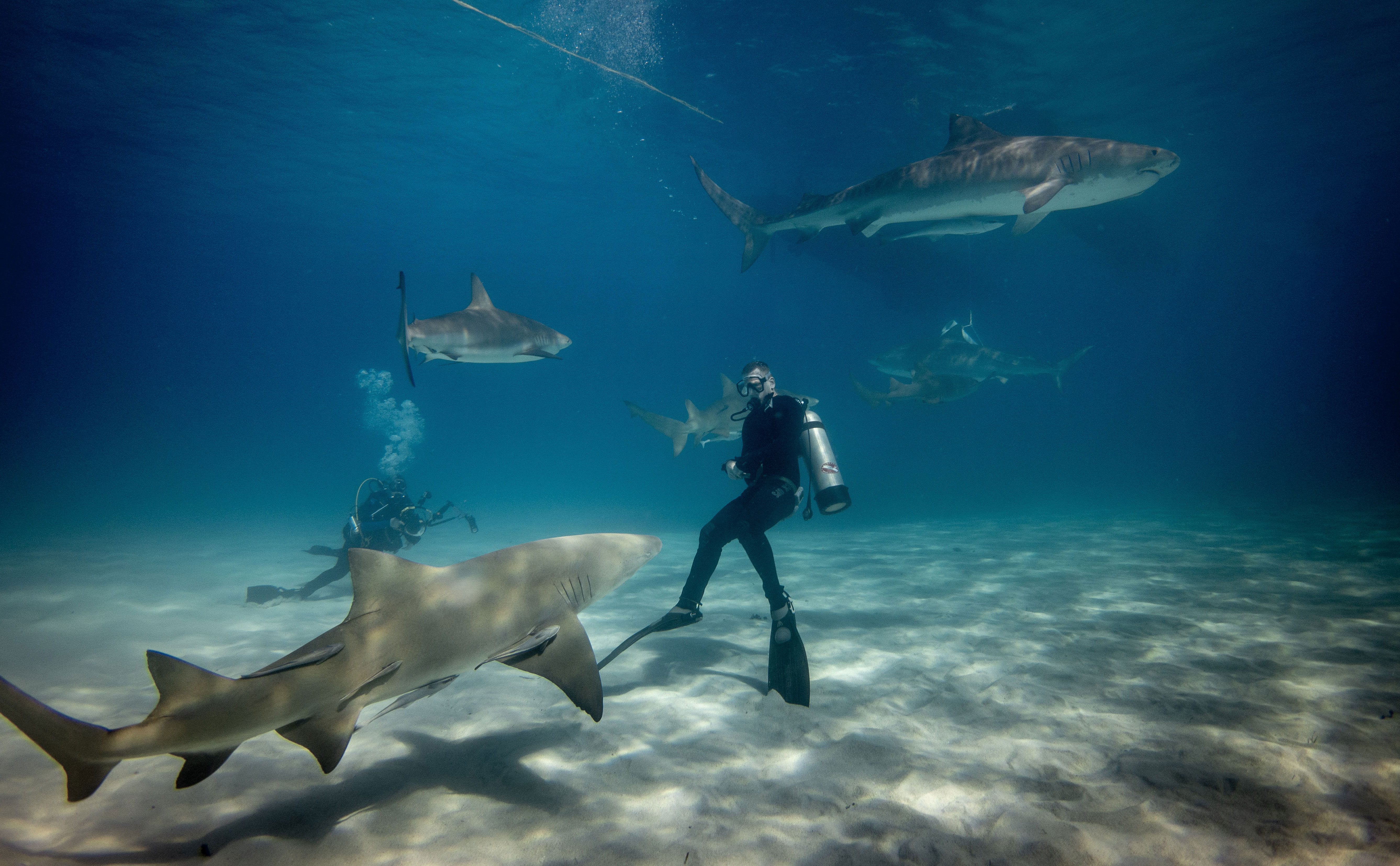 Duikers zwemmen langs haaien in de Bahamas