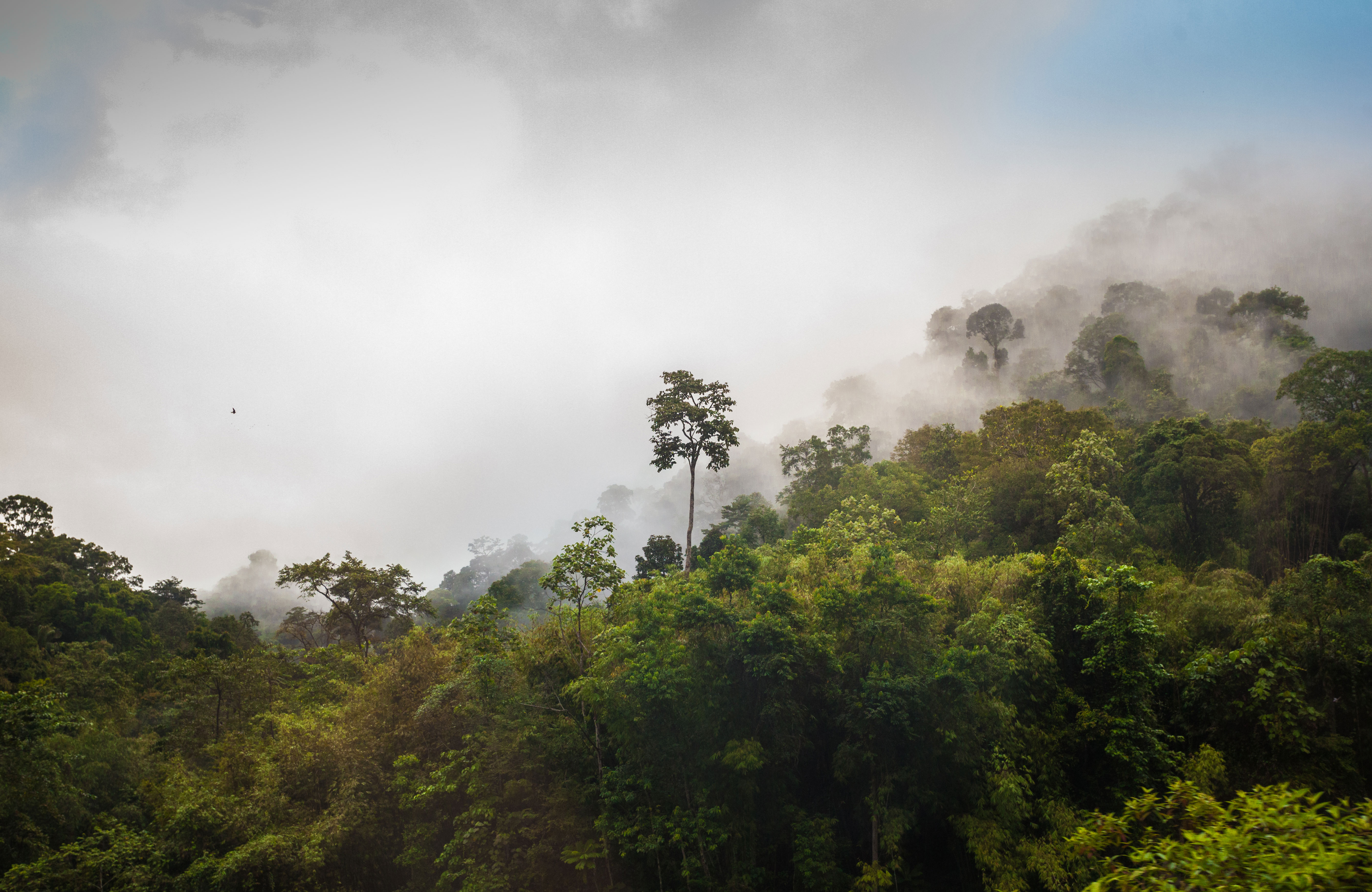 Taman Negara national park in Maleisië