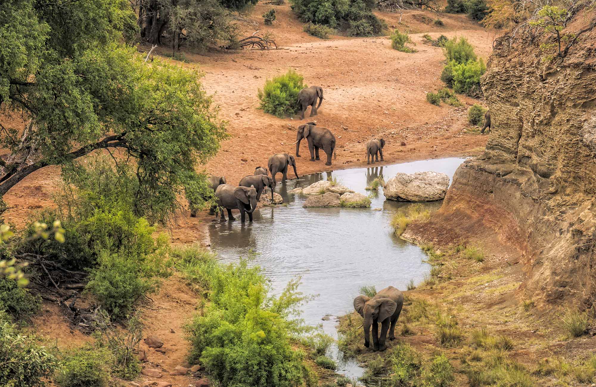 kruger-national-park-south-africa-elephants-drinking-water-viewpoint-cover