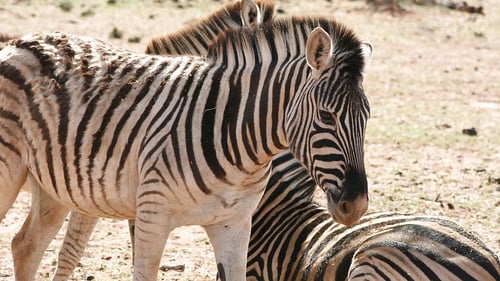 kruger_22