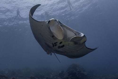 Diving-marine-01
