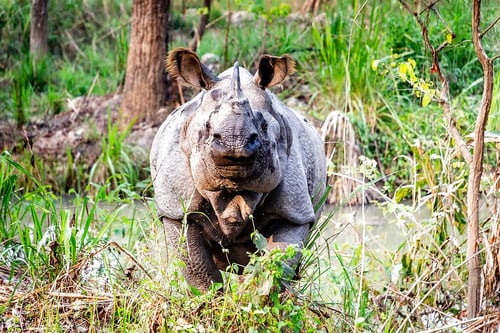 chitwan-national-park-explorer-3-days-1