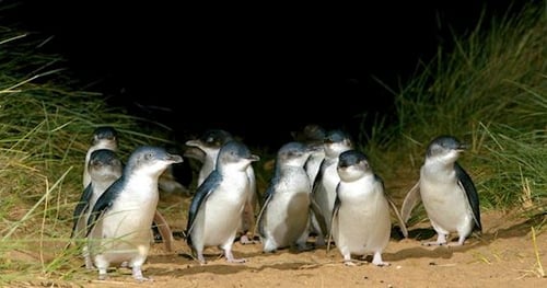 31594-b01261ff-d430-4363-8311-fa54ac2886e4-thumbnail